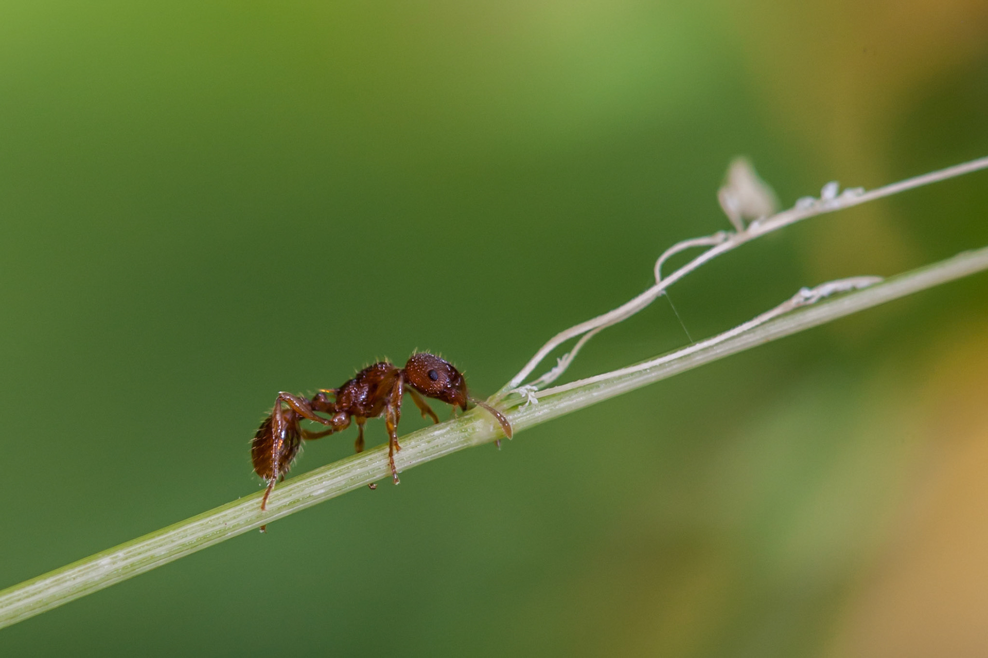​A solitary ant finds itself on a long blade of grass