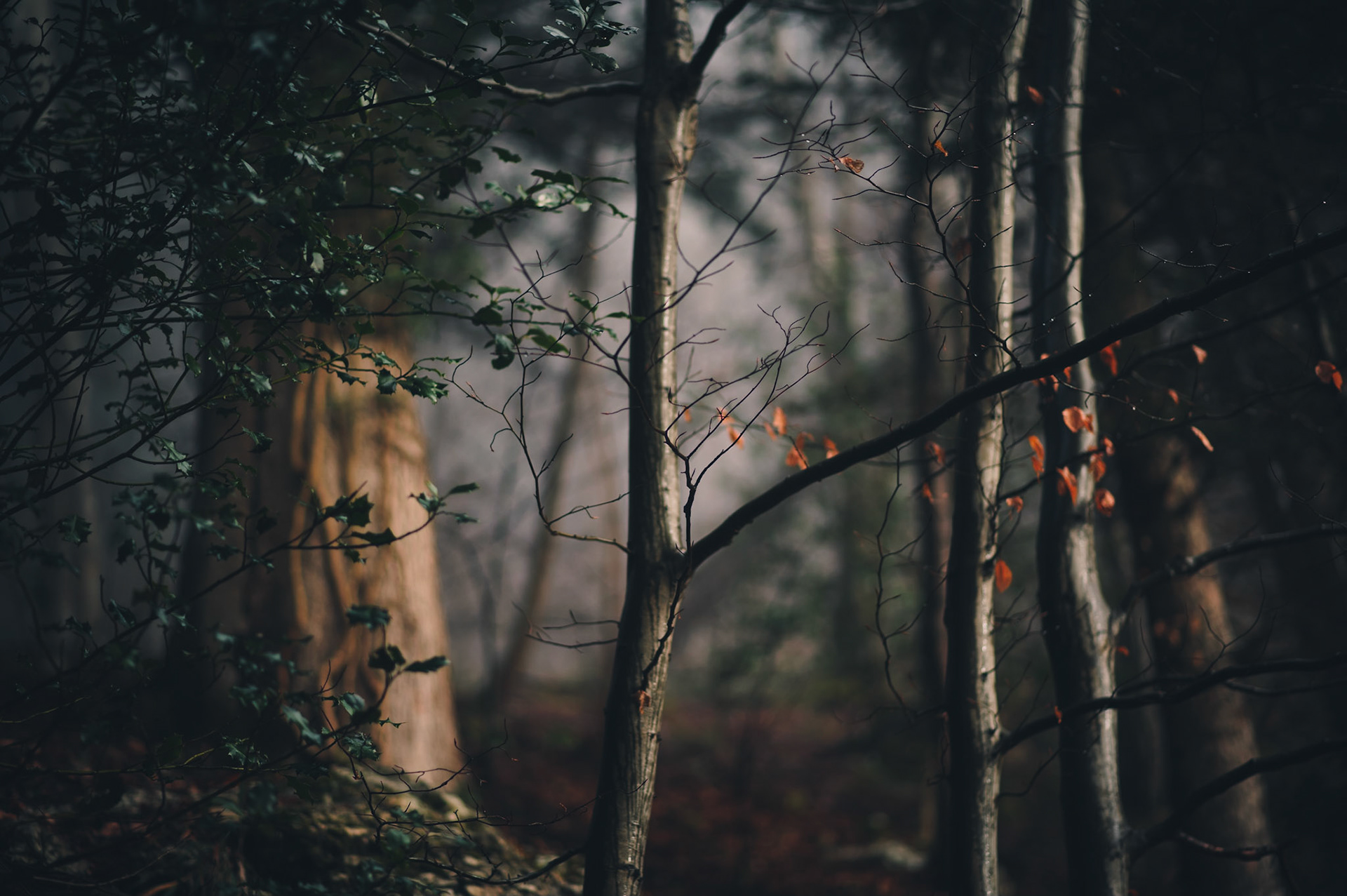 De l'ombre à la lumière, allongé sur cette dalle minérale, j'imagine le monde à l'envers. Je vois l'essentiel du monde à travers cet arbre renversé qui plonge ses racines dans le ciel et étend ses branches au plus profond de la terre.