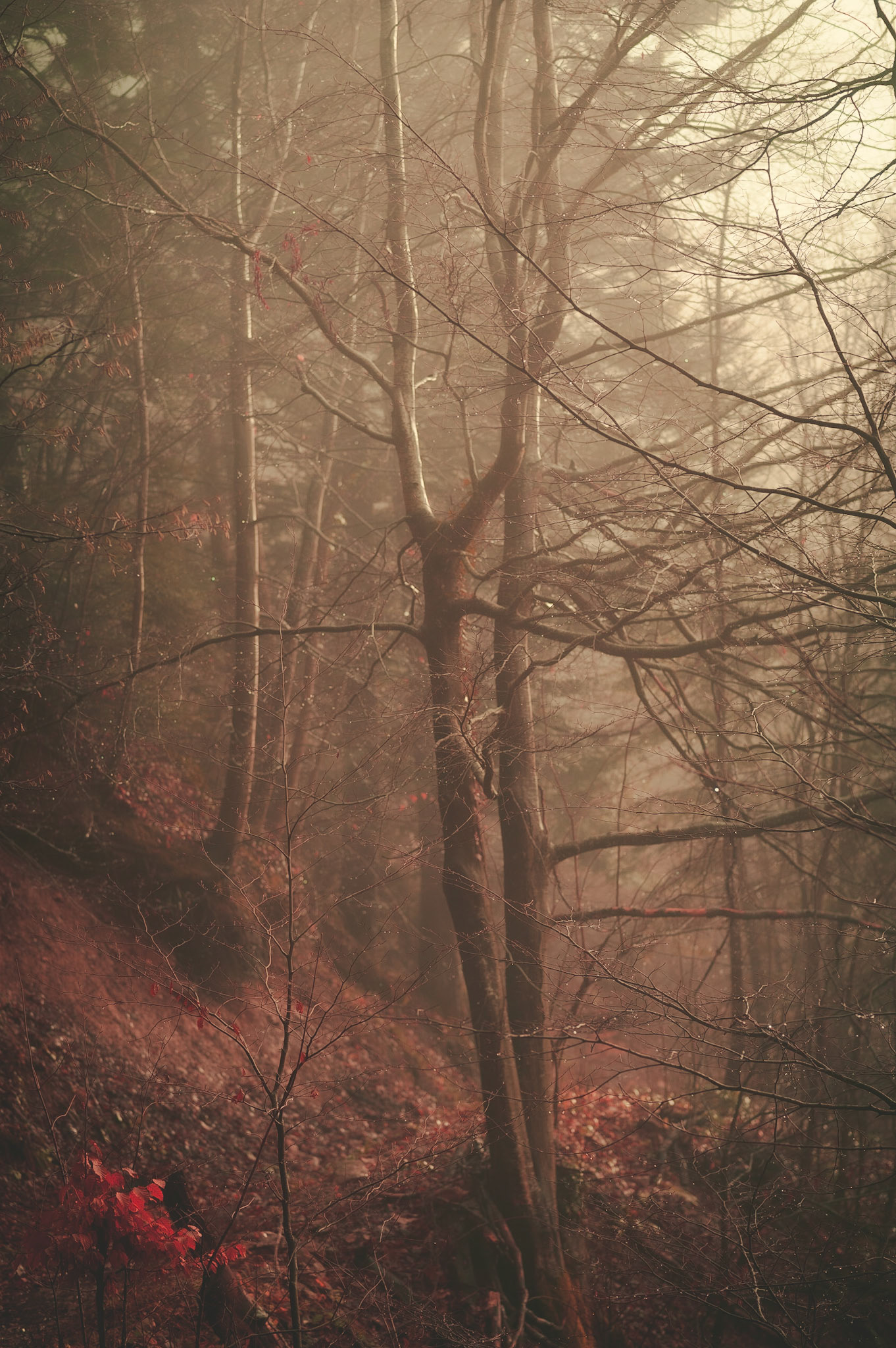 Forêt de sang