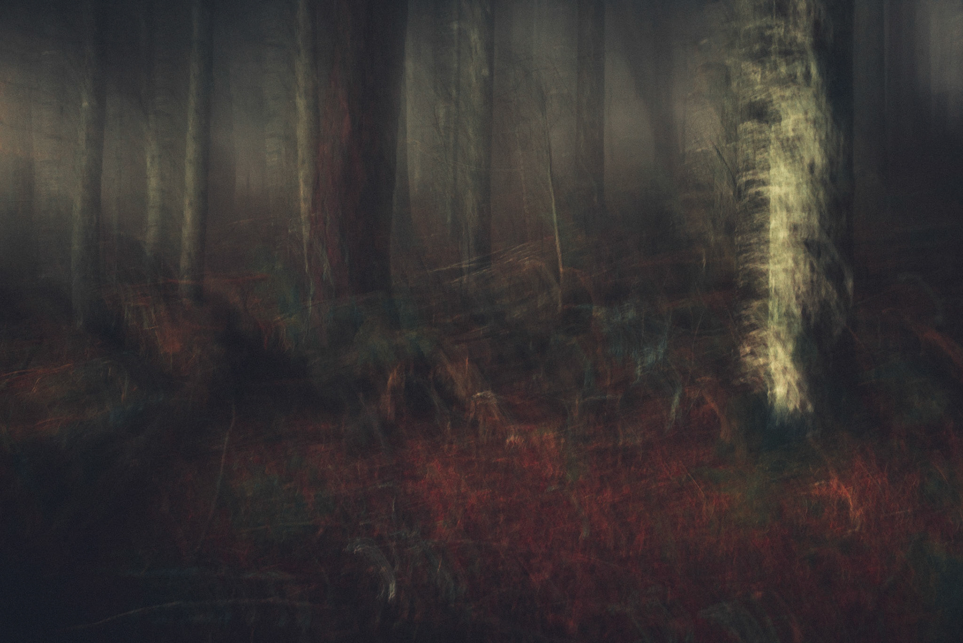 Forêt de sang