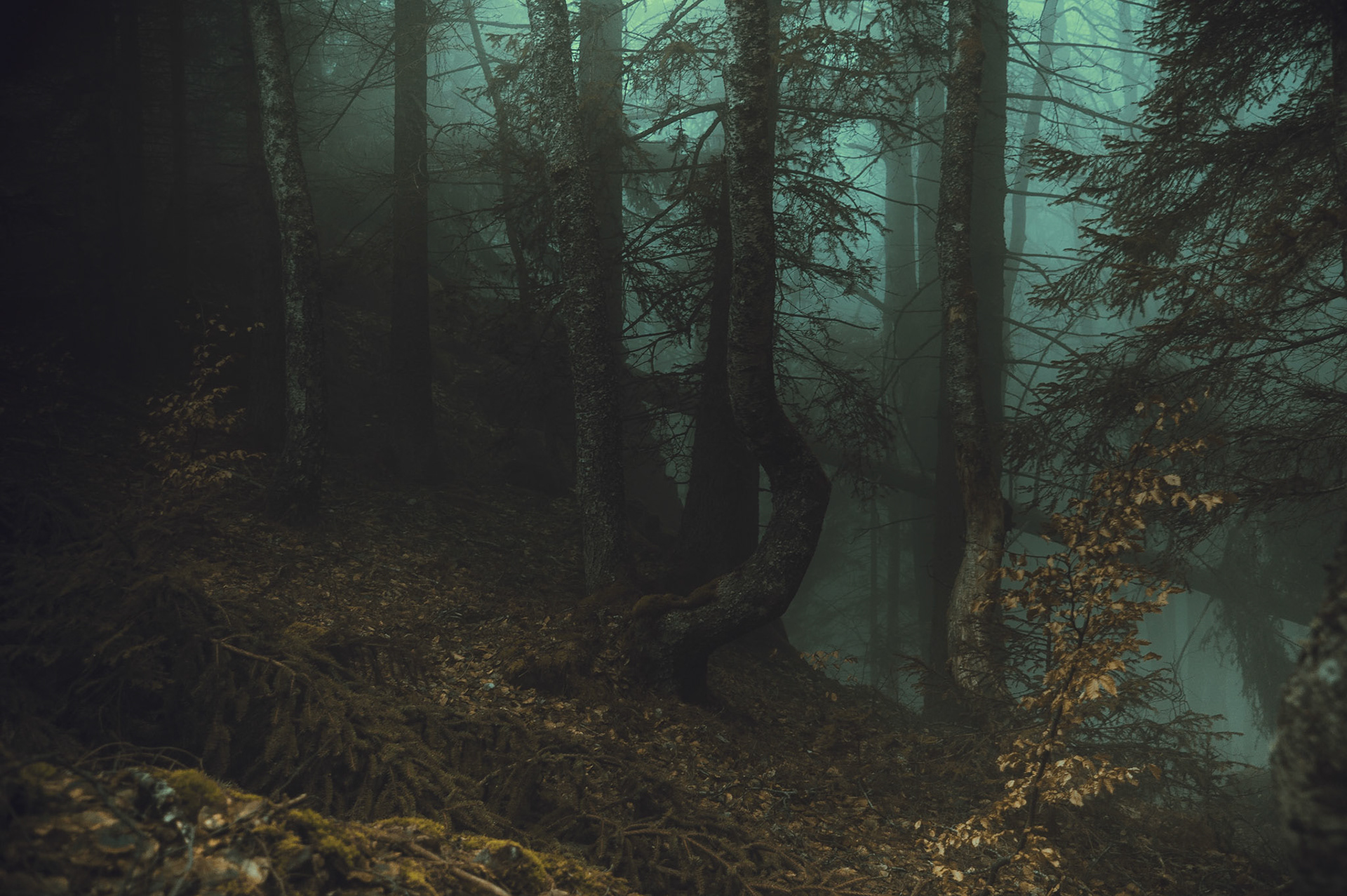 Il est là, courbé il y a bien longtemps de cela par je ne sais quelle force de cette forêt. Mais, vaillant et fot, il a continué à a se laisser attirer par la lumière, tout la-haut, et à se dresser centimètre après centimètres...