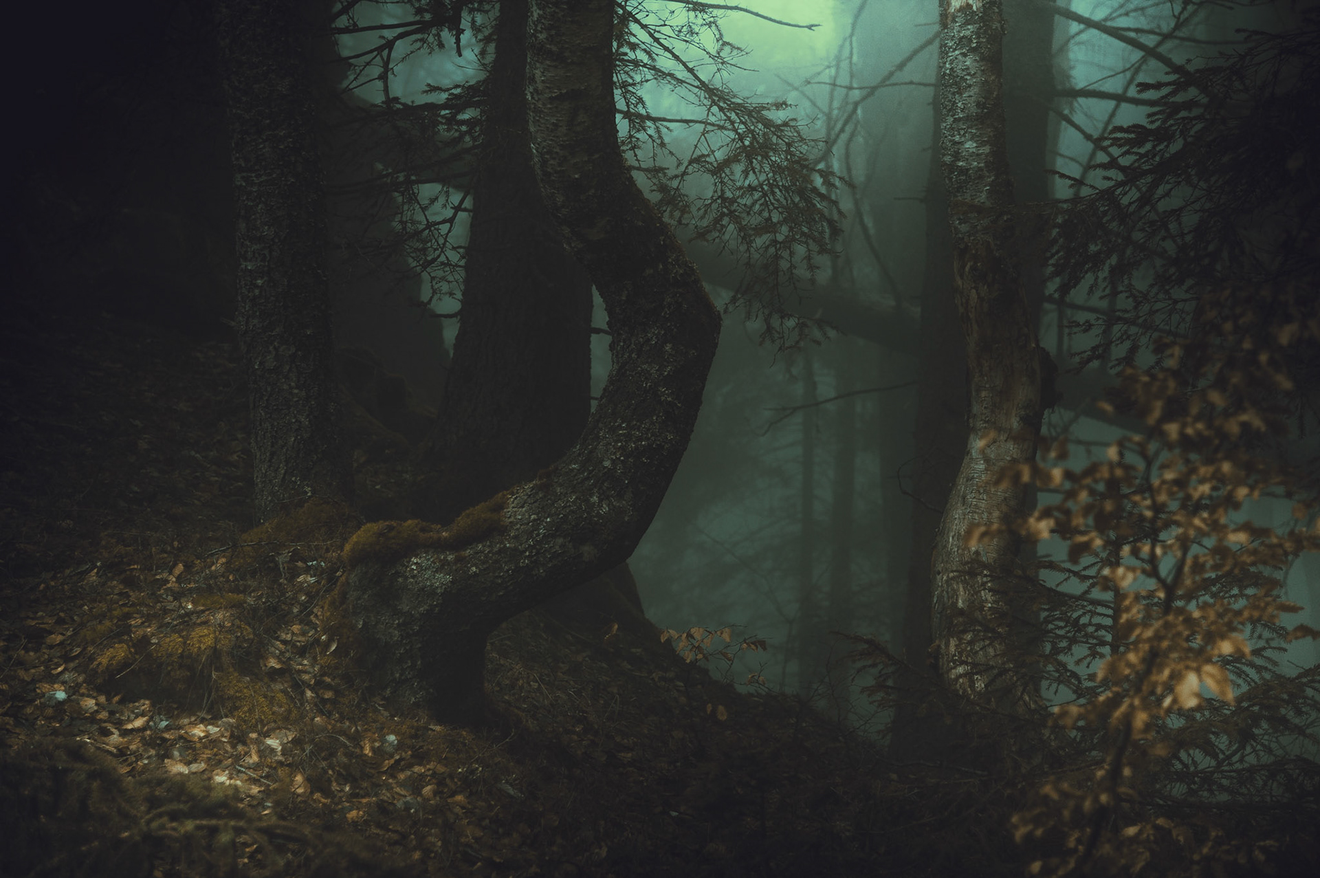 Il est là, courbé il y a bien longtemps de cela par je ne sais quelle force de cette forêt. Mais, vaillant et fort, il a continué à a se laisser attirer par la lumière, tout la-haut, et à se dresser centimètre après centimètres...