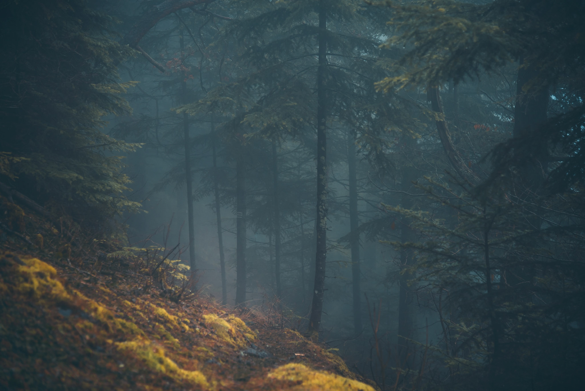 Là où va la brume ...
