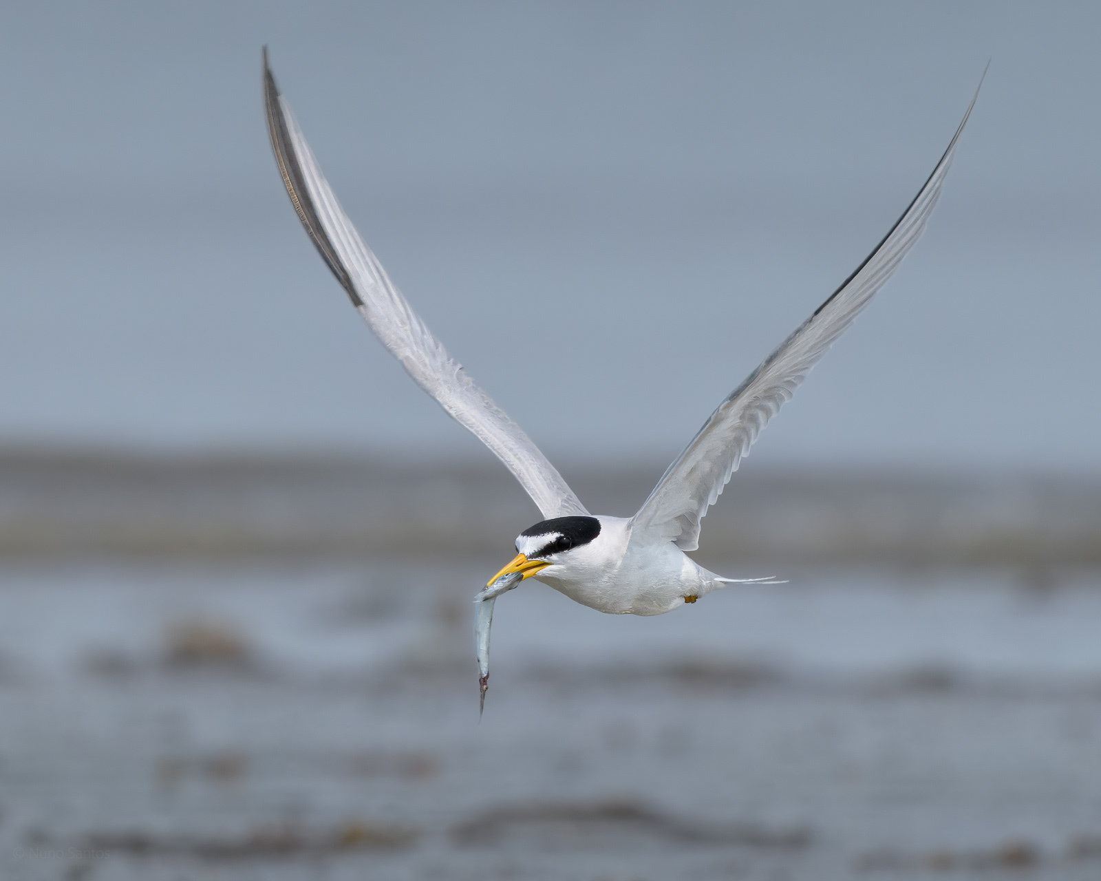 Least Tern - Boston, MA