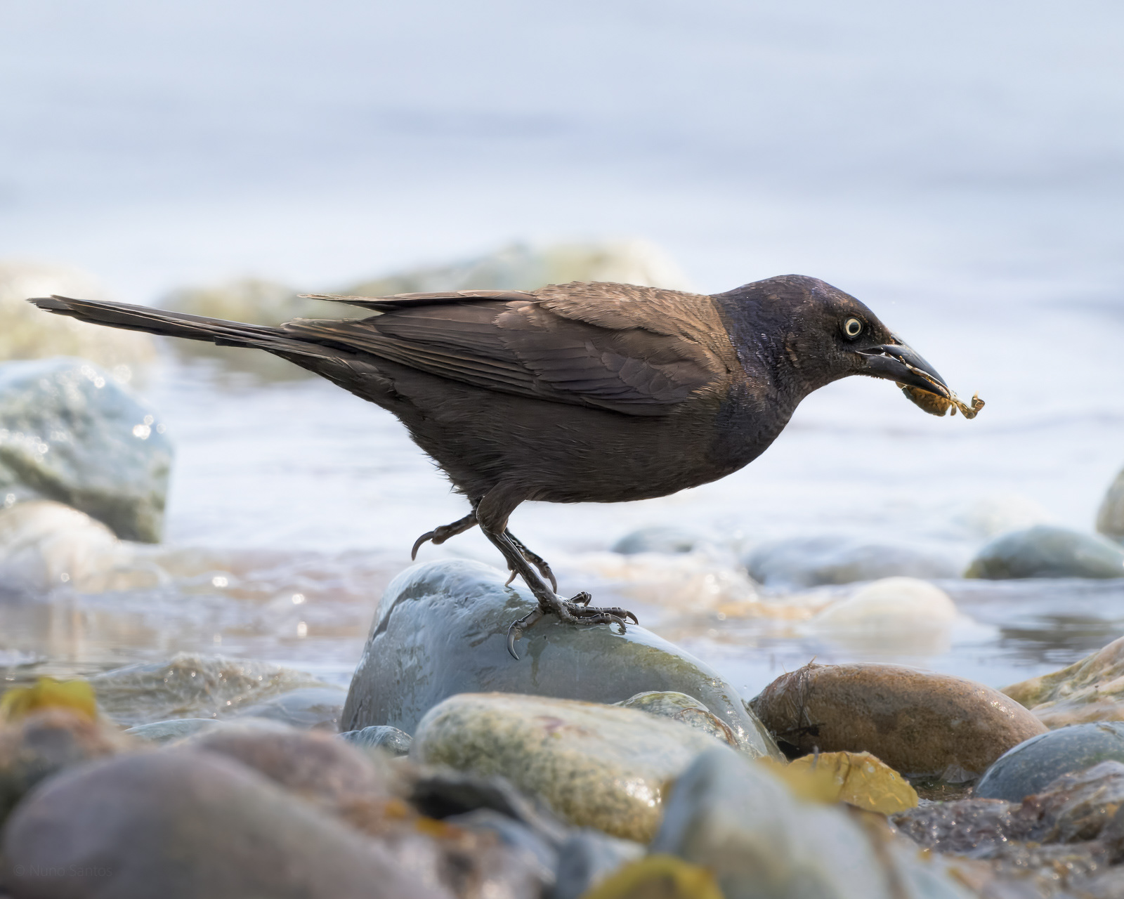 Common Grackle - Boston, MA