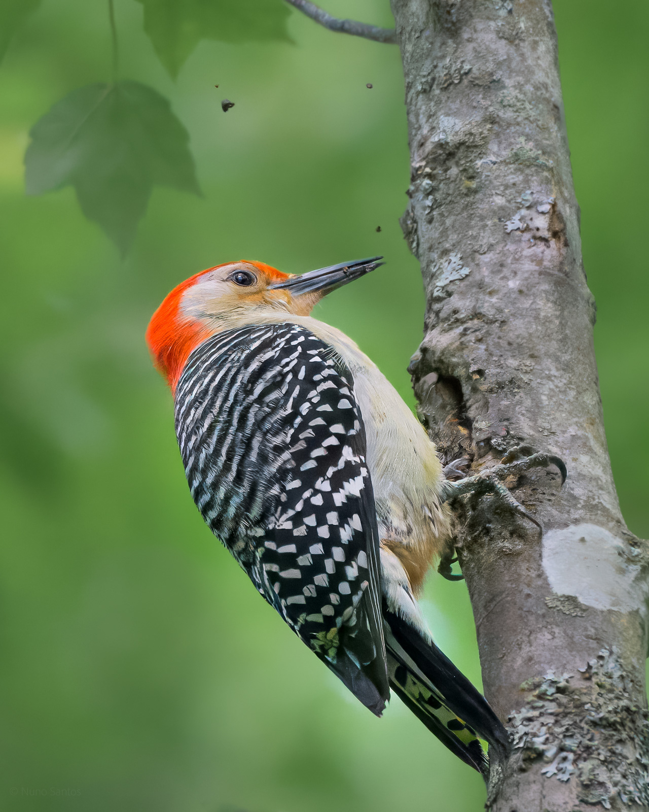 Red-Bellied Woodpecker - Boston, MA