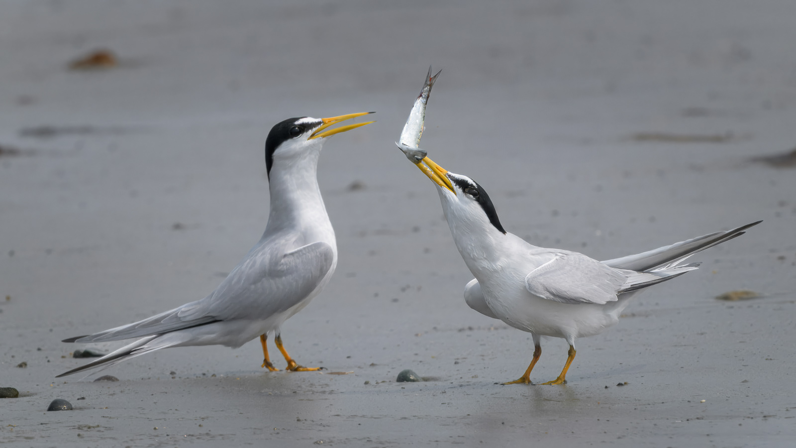 Least Terns - Boston, MA