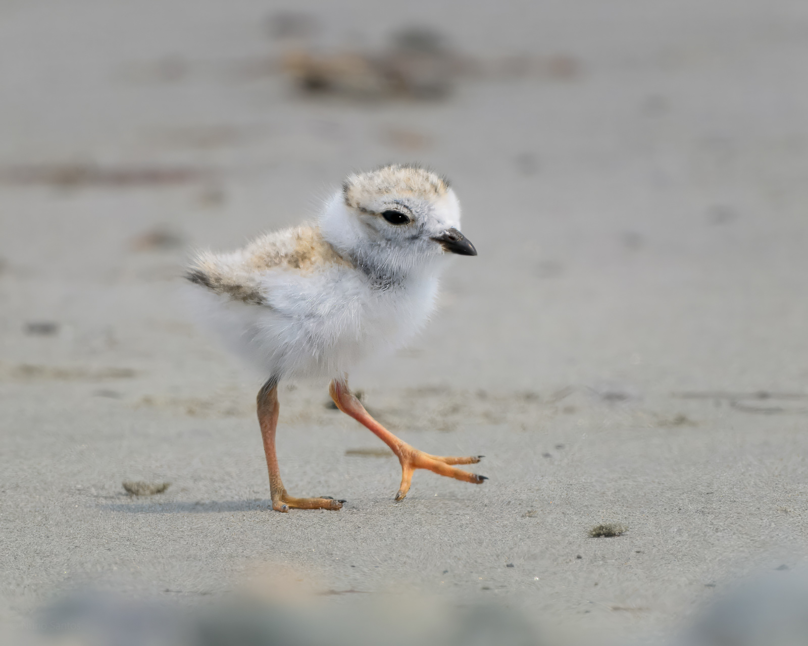 Piping Plover - Boston, MA