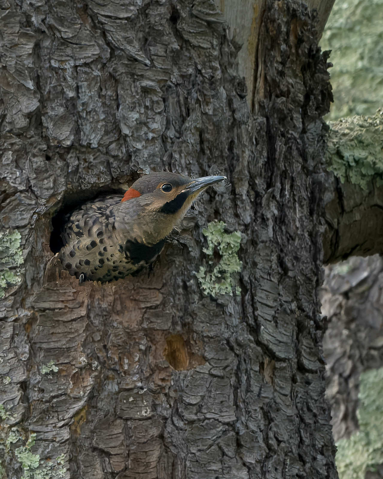 Northern Flicker - Groton, MA