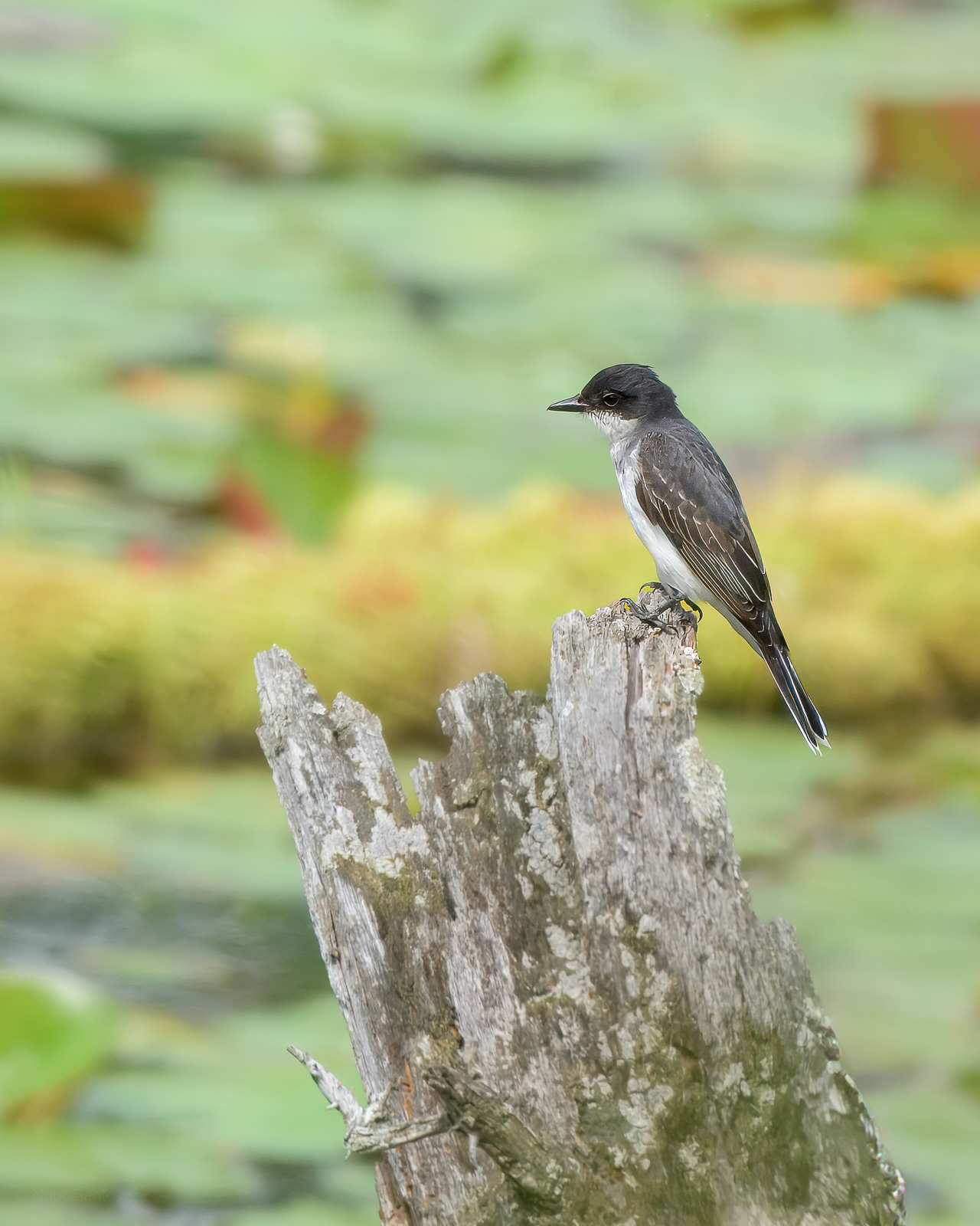 Eastern Kingbird - Groton, MA