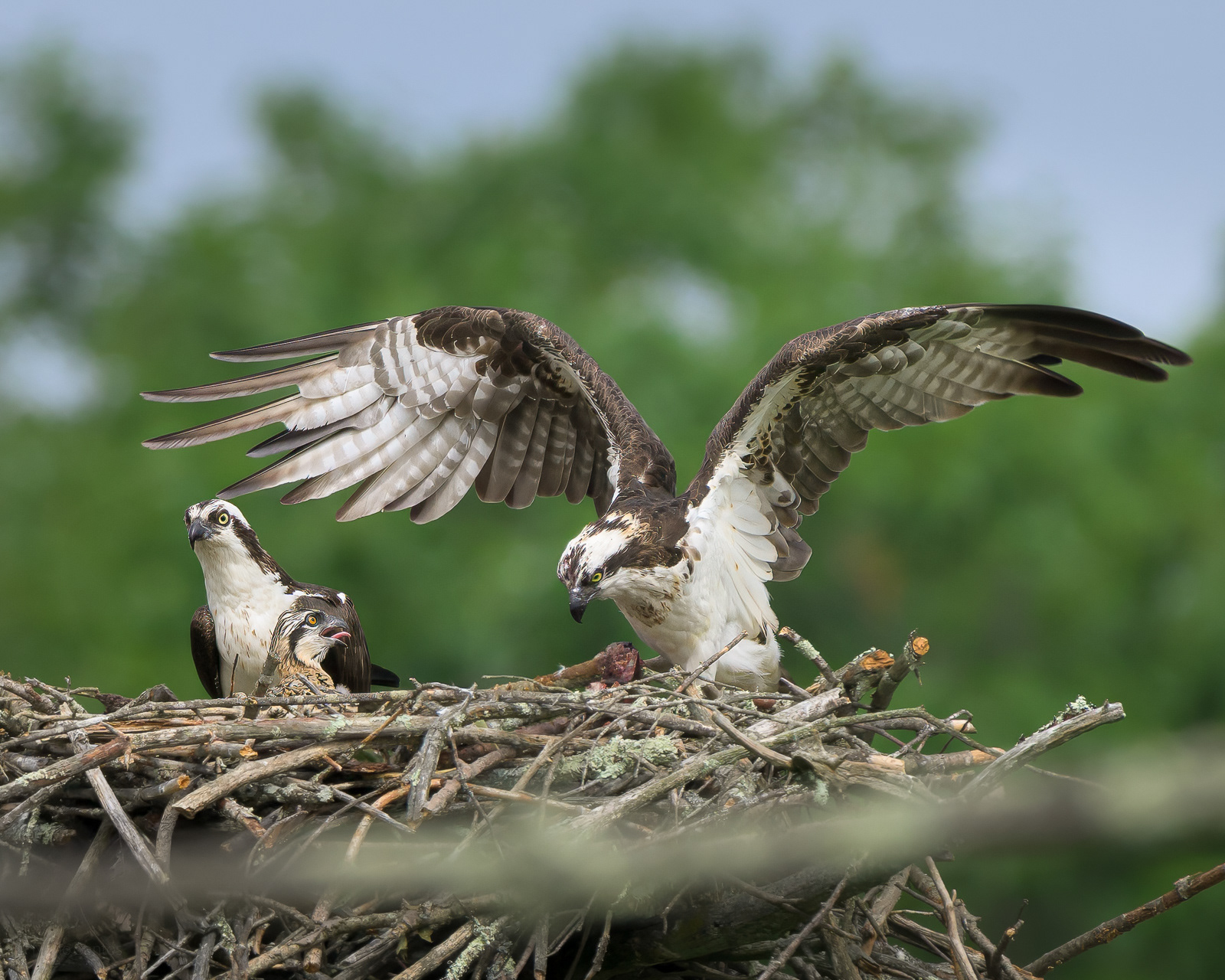 Ospreys - Groton, MA