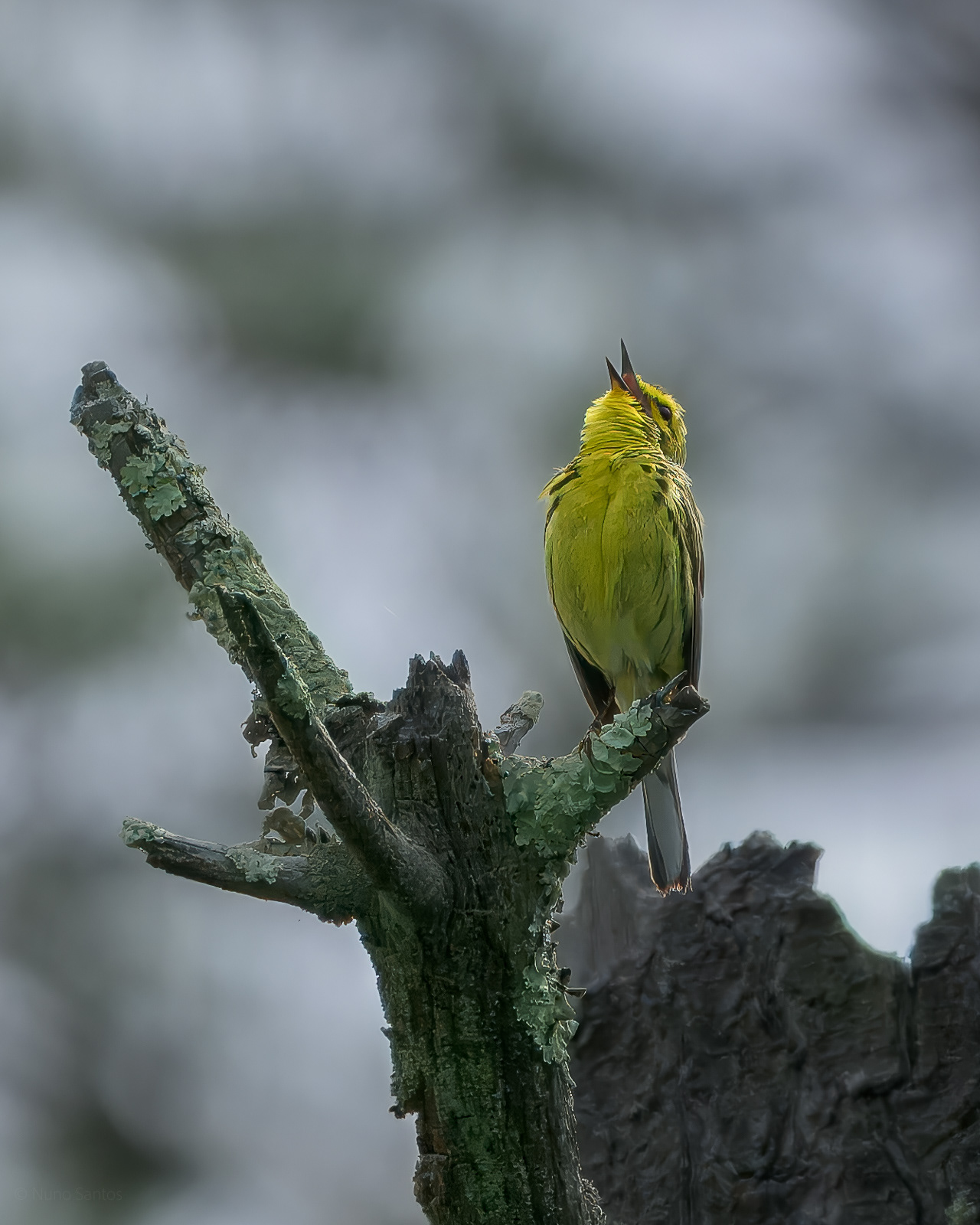 Yellow Warbler - Groton, MA