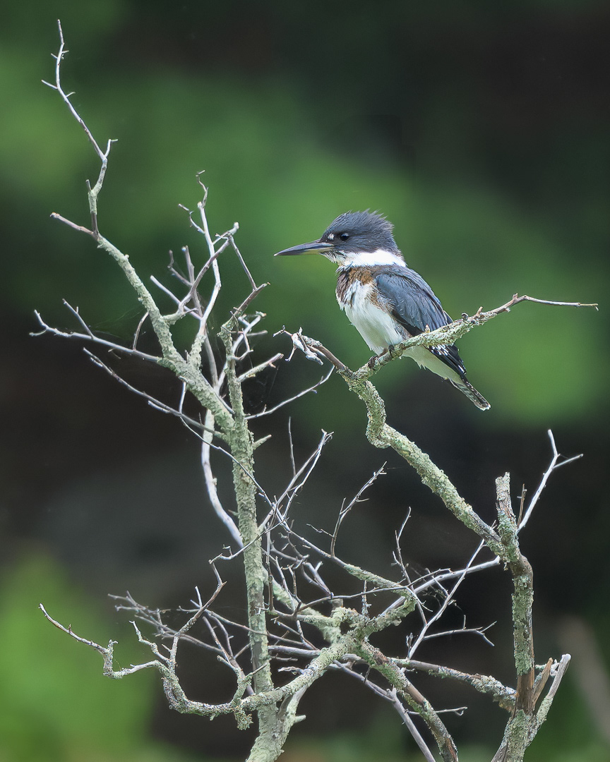 Belted Kingfisher - Groton, MA