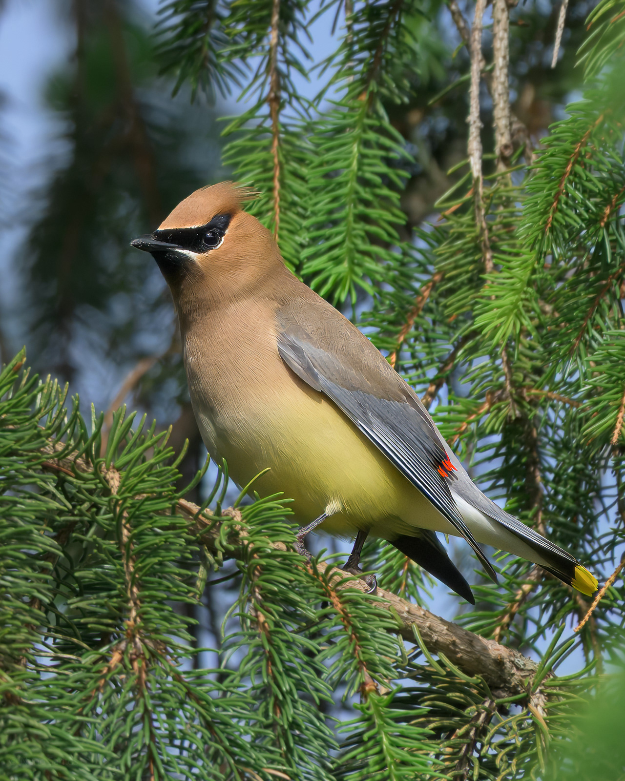 Cedar Waxwing - Boston, MA