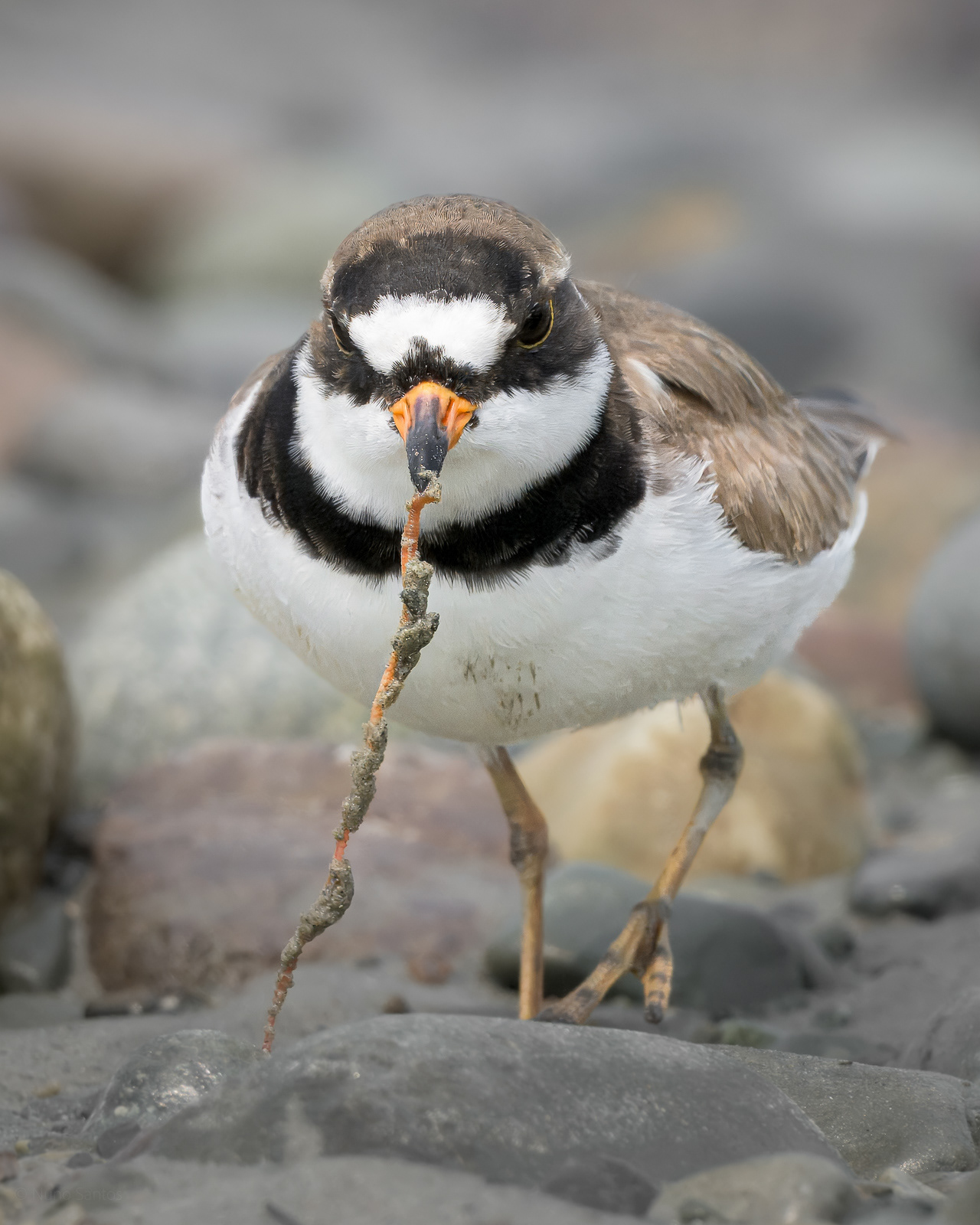 Semi-palmated Plover - Boston, MA