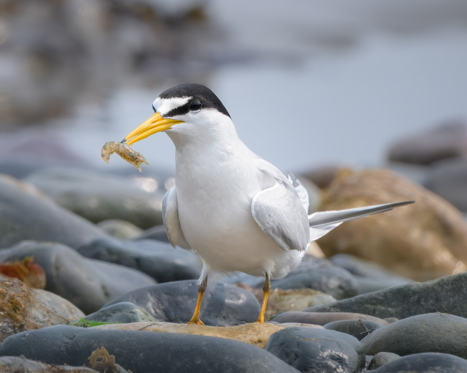 Least Tern - Boston, MA