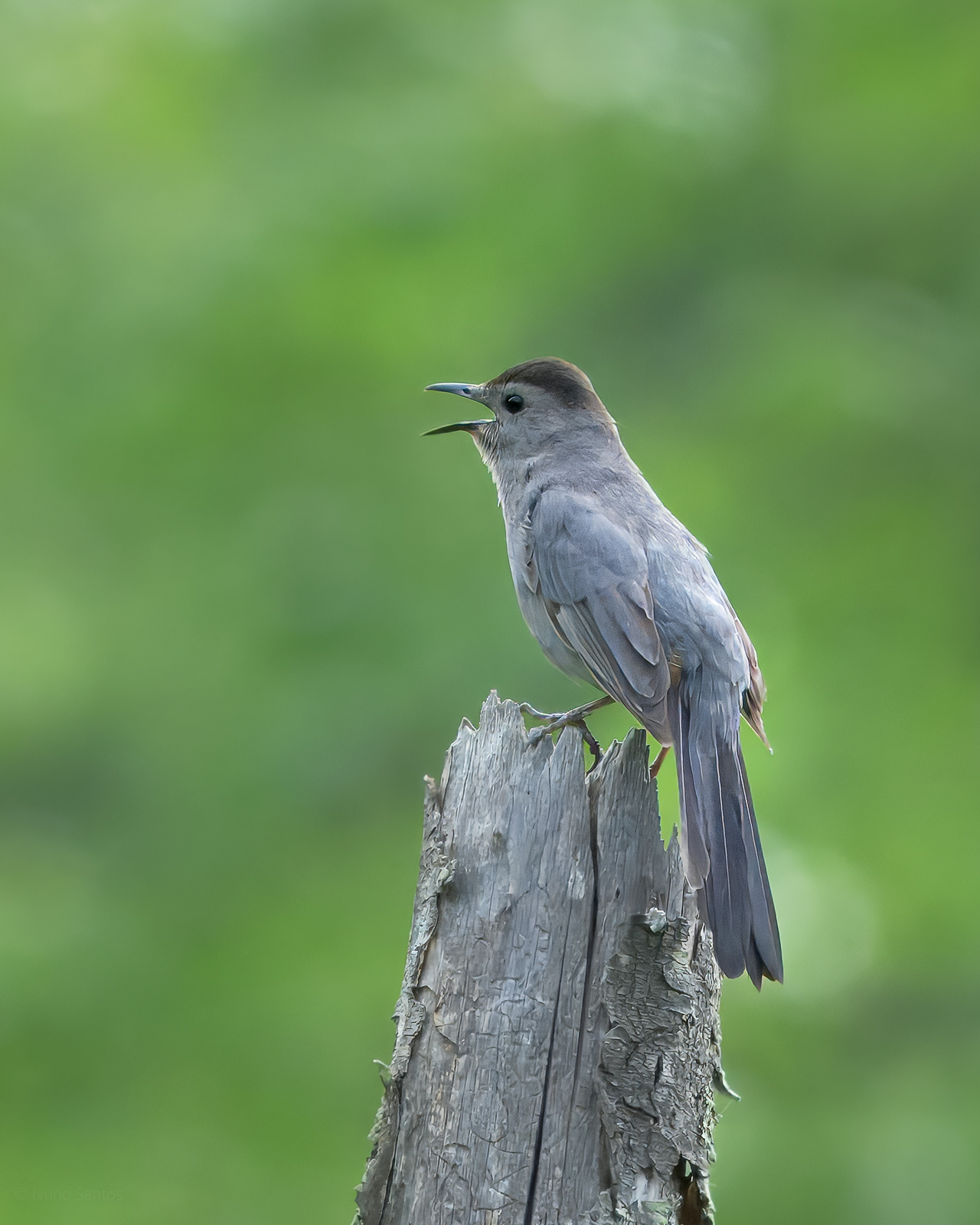 Gray Catbird - Groton, MA