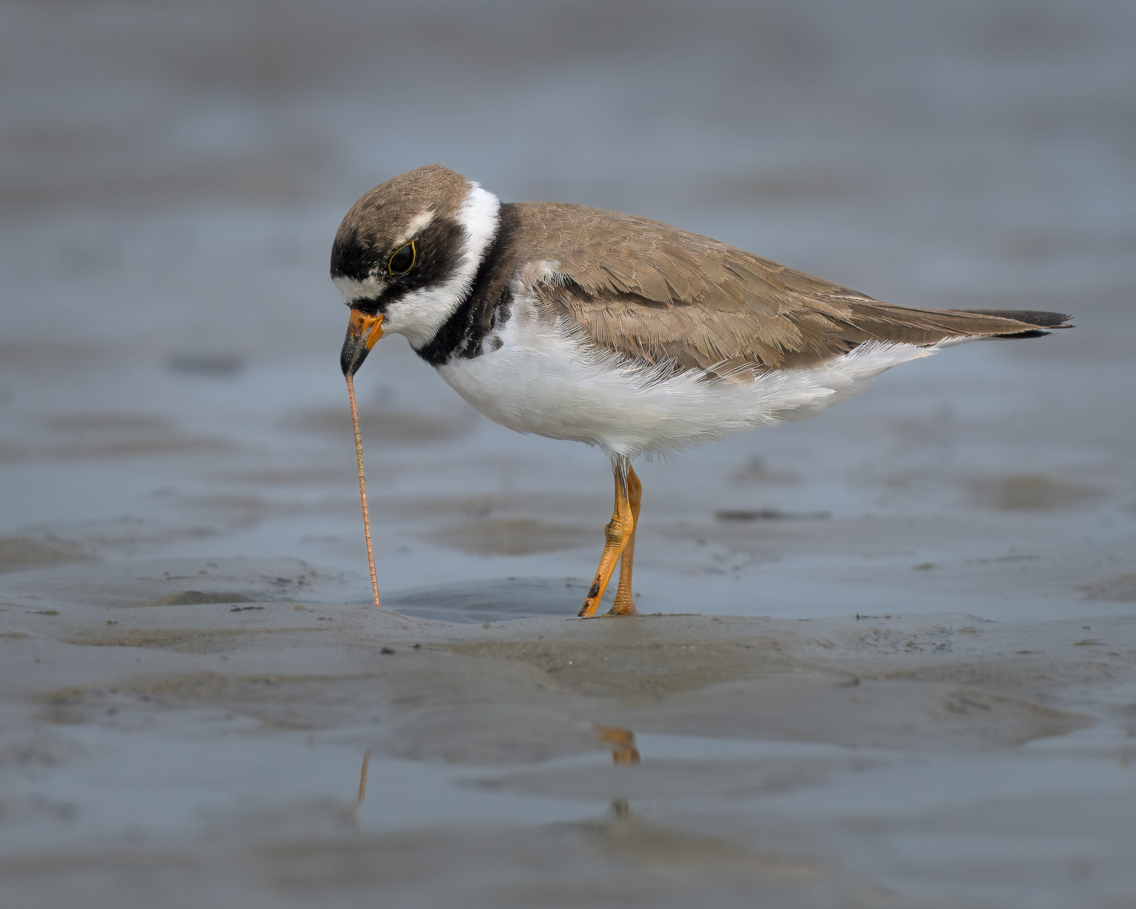Semi-palmated Plover - Boston, MA