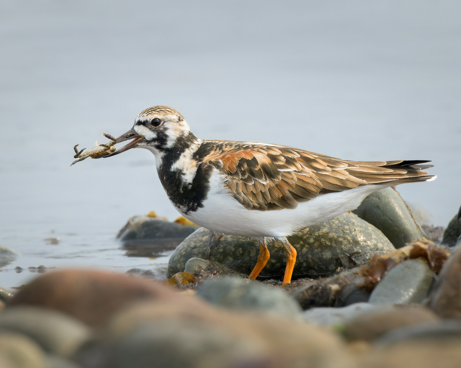 Ruddy Turnstone - Boston, MA