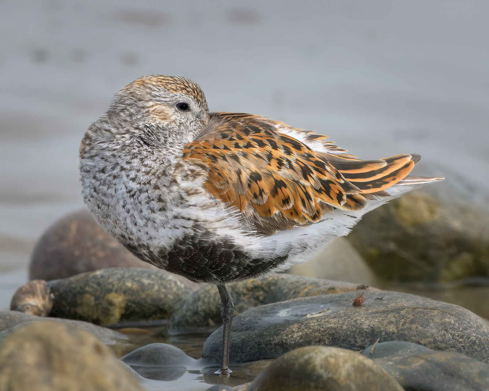 Dunlin - Boston, MA