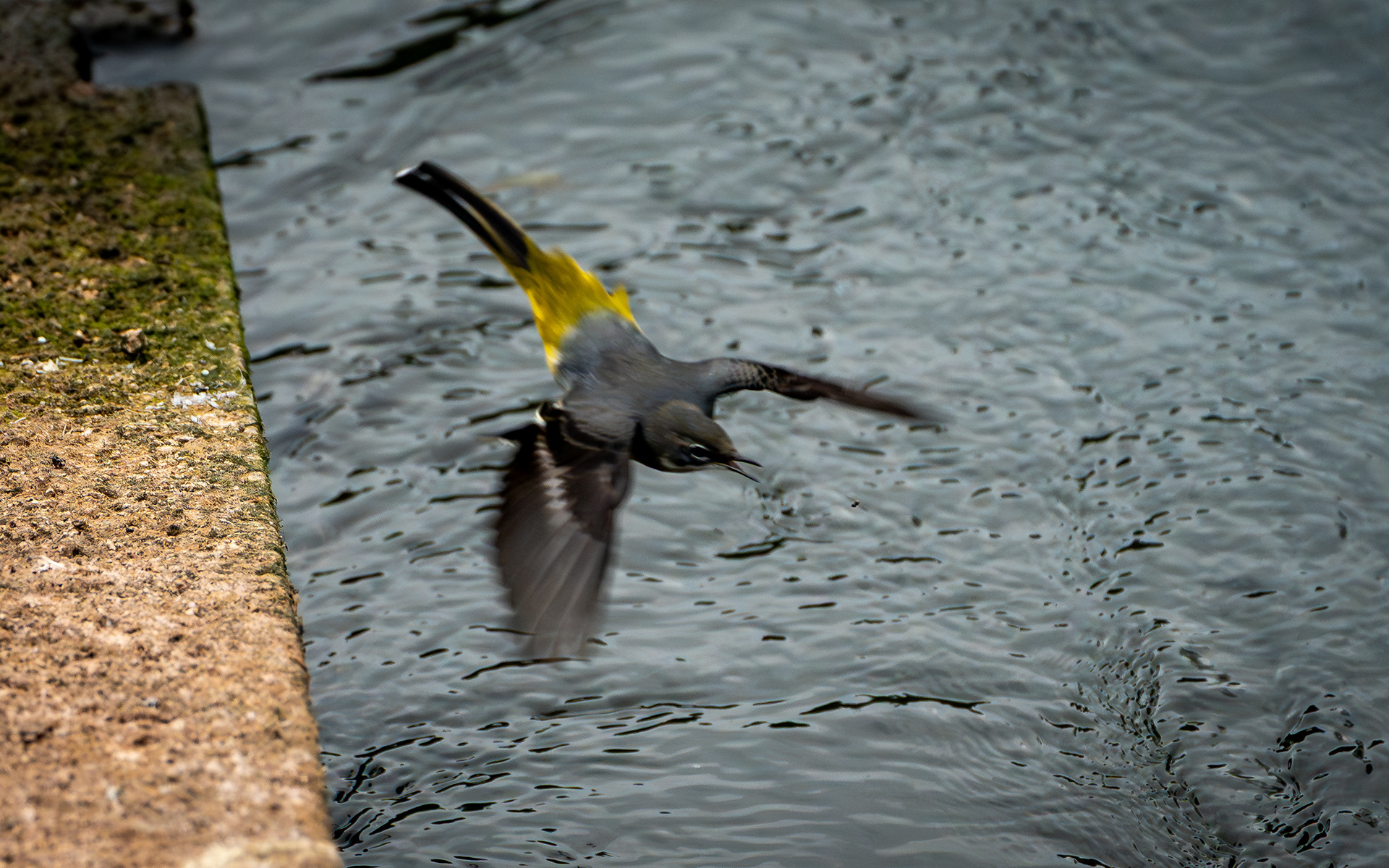 Grey Wagtail, Chew Valley Lake, October 2025