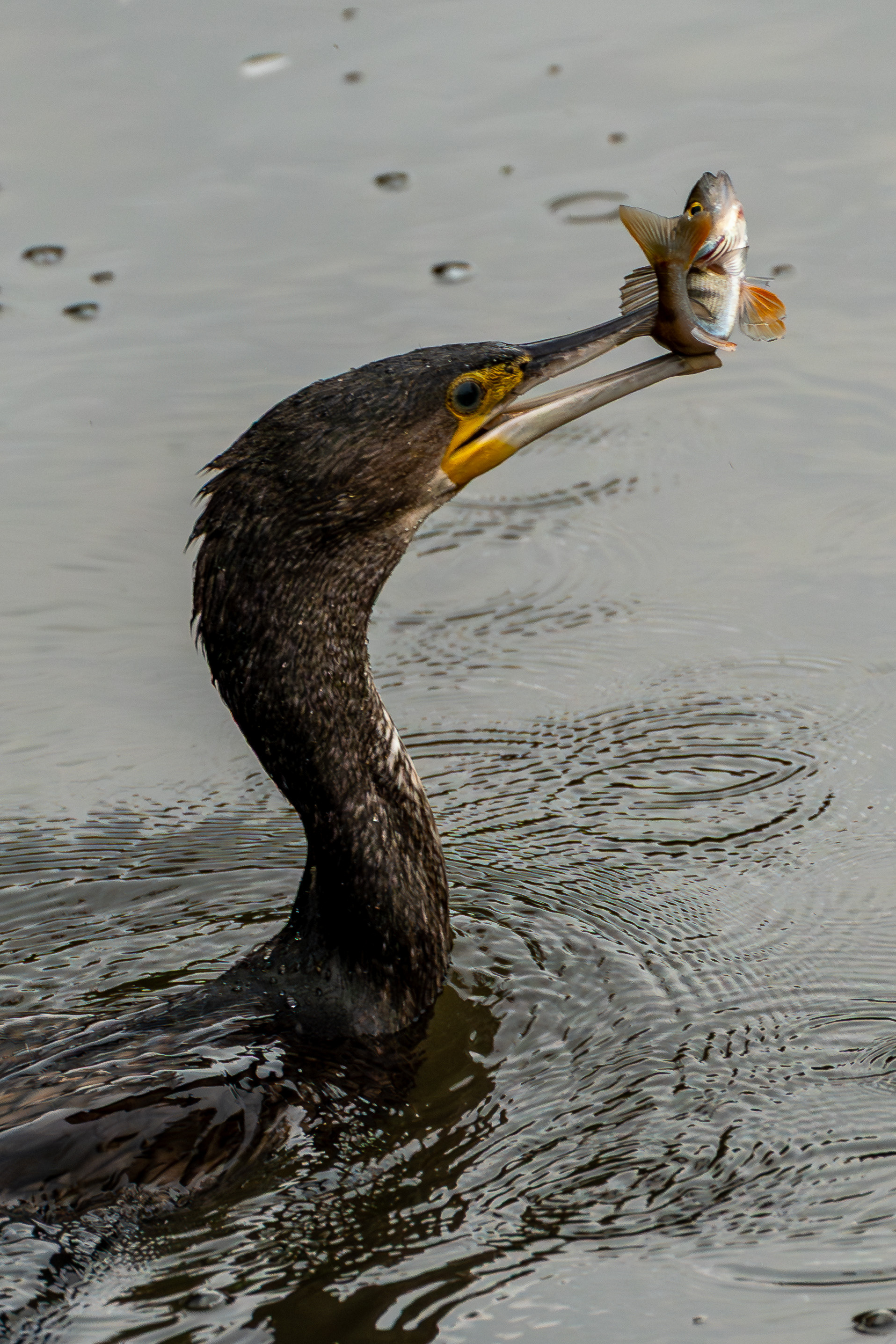 Cormorant eating a Perch at Chew Valley Lake, October 2025