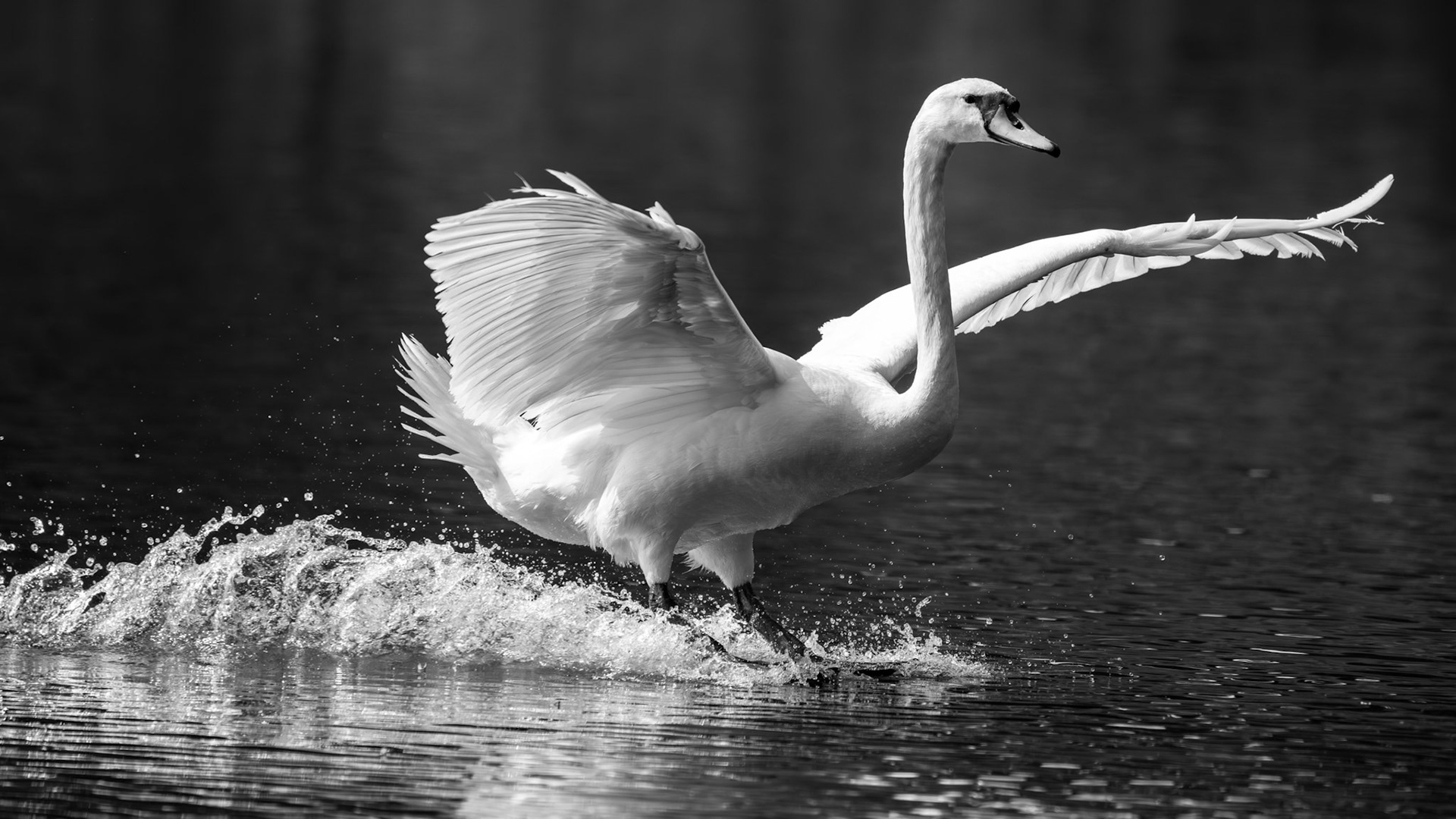 1/2500 sec · f/6.3 · ISO 720 · 540 mm