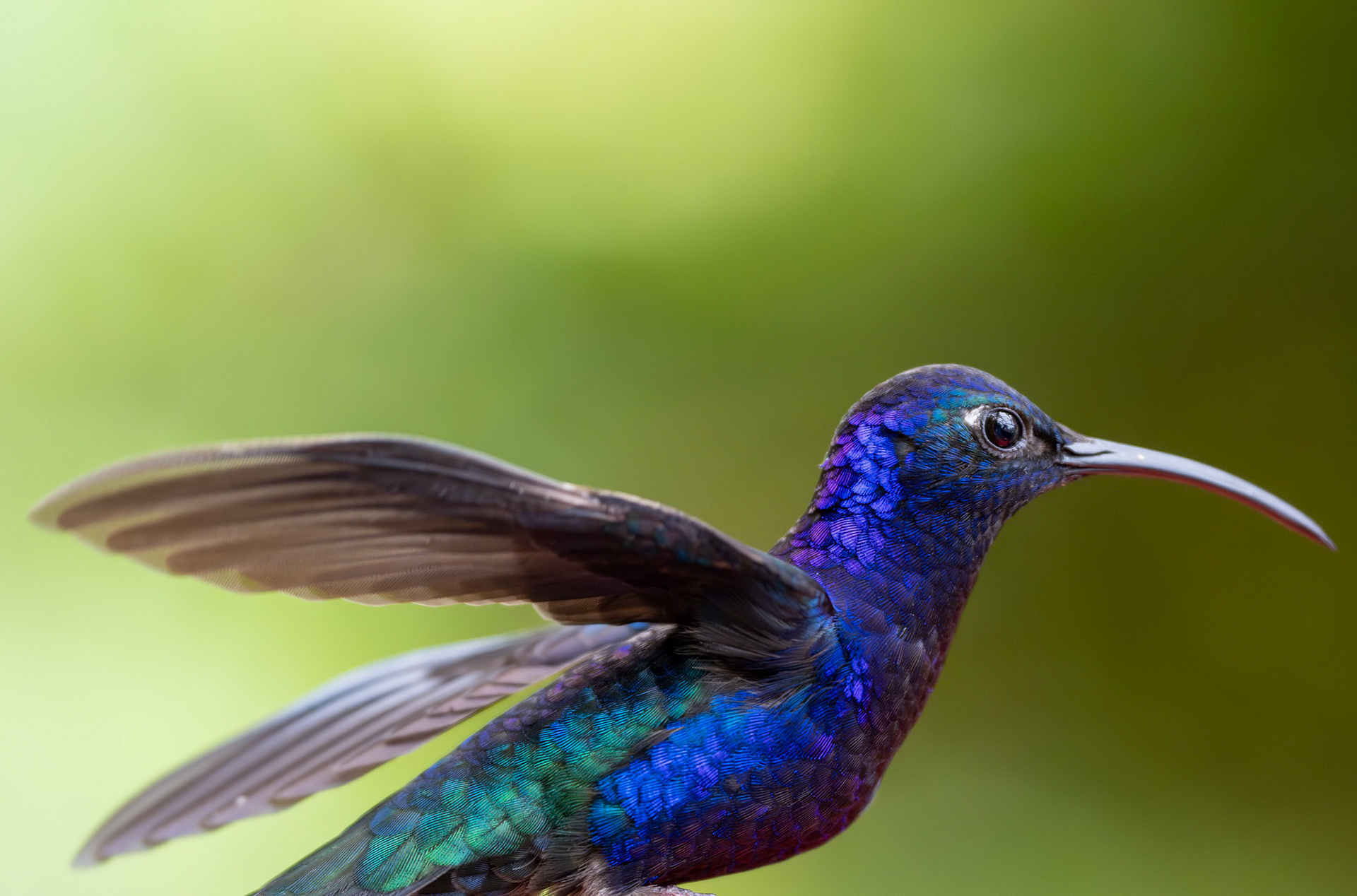 1/1000 sec · f/2.8 · ISO 2500 · 140 mm