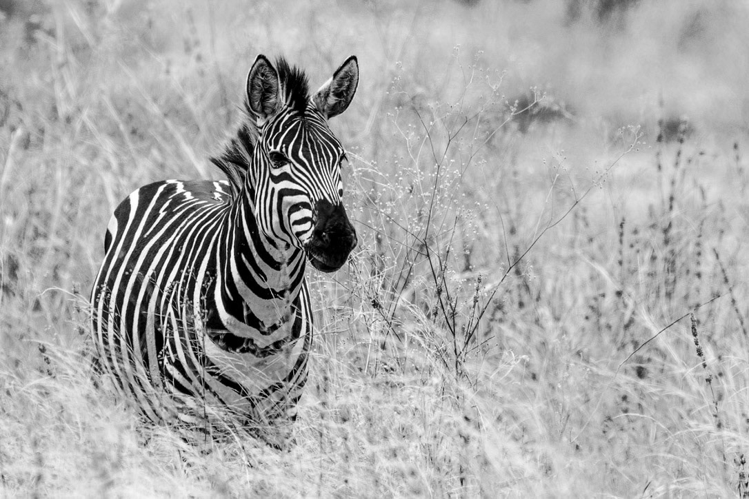 1/1000 sec · f/6.3 · ISO 320 · 600 mm