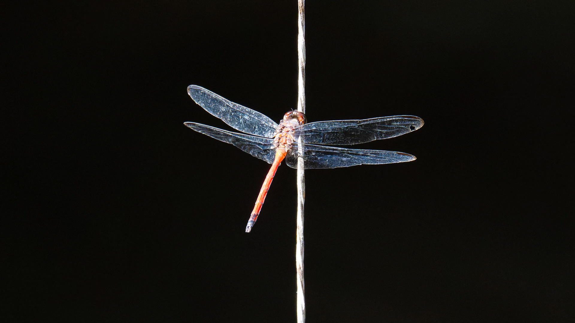 1/400 sec · f/8.0 · ISO 10000 · 600 mm