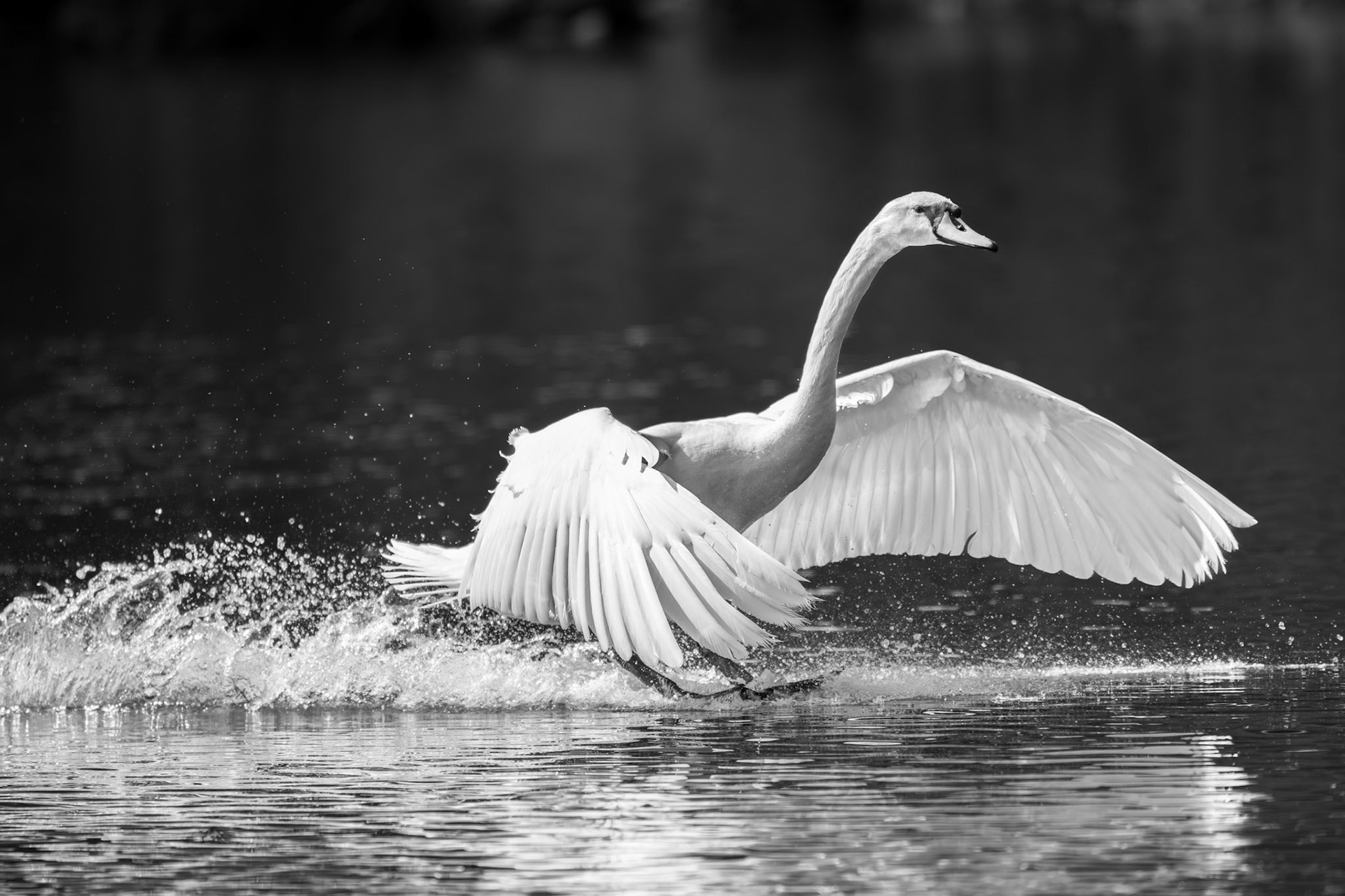 1/2500 sec · f/6.3 · ISO 1100 · 540 mm