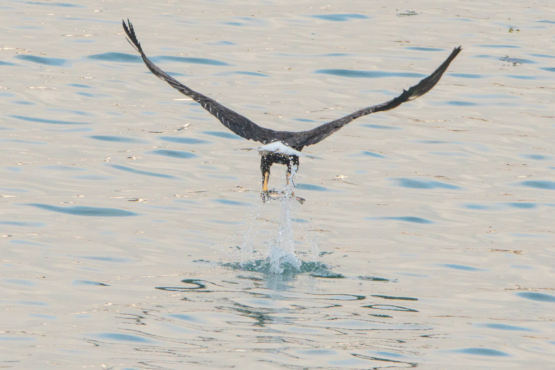 1/1600 sec · f/9.0 · ISO 1250 · 600 mm