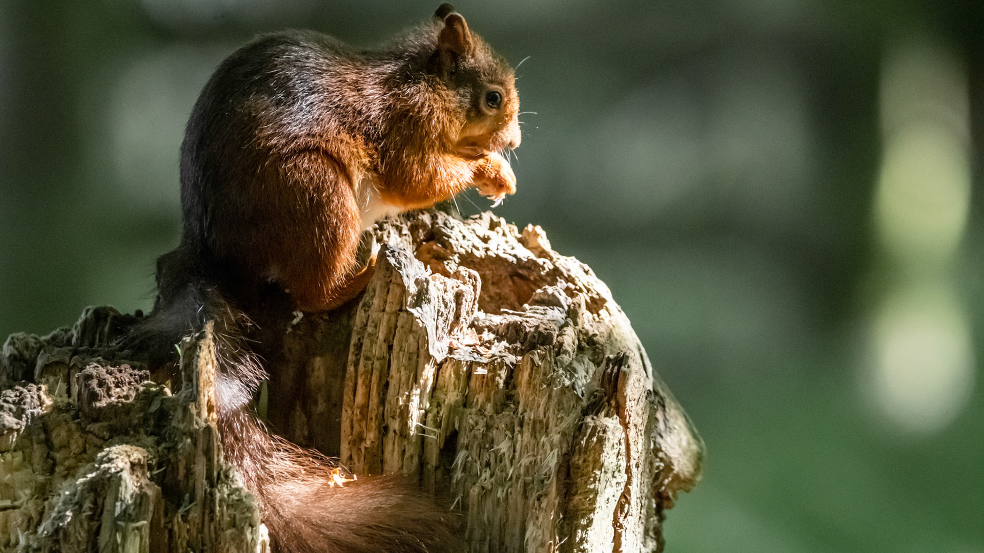 1/1000 sec · f/6.0 · ISO 6400 · 480 mm