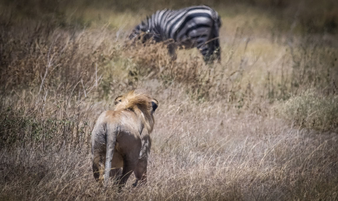 1/2000 sec · f/8.0 · ISO 560 · 600 mm