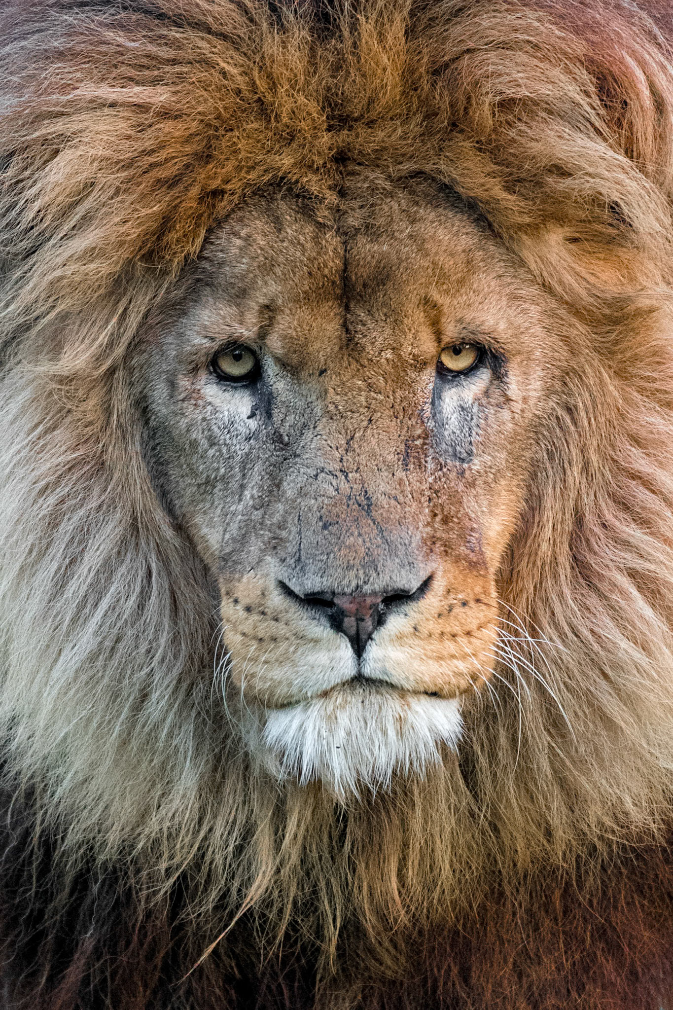 1/1250 sec · f/4.0 · ISO 4000 · 190 mm