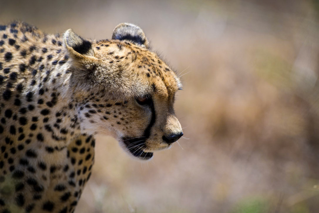 1/1600 sec · f/6.3 · ISO 560 · 600 mm