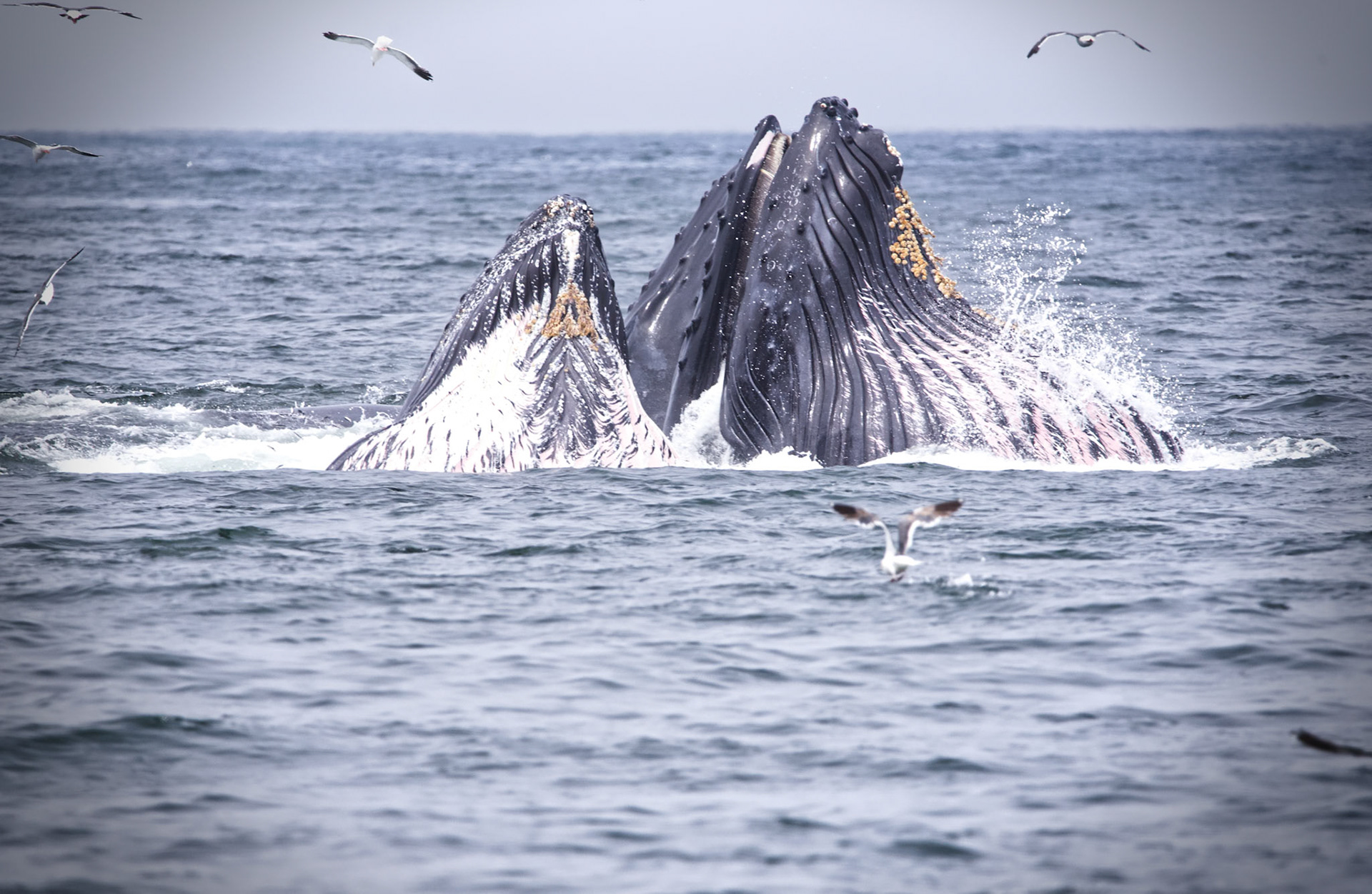 1/4000 sec · f/8.0 · ISO 1800 · 600 mm