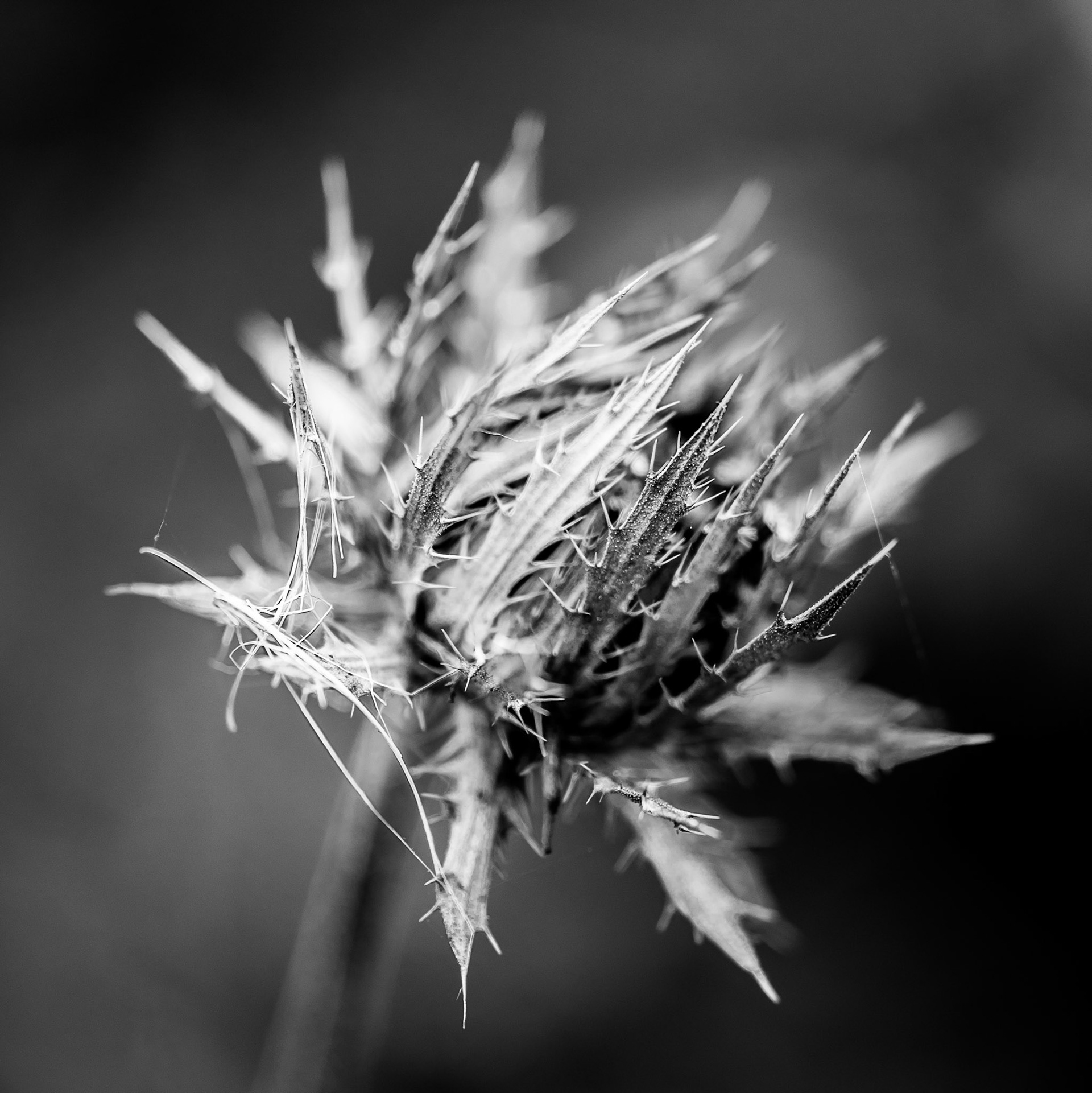 1/125 sec · f/3.2 · ISO 100 · 105 mm