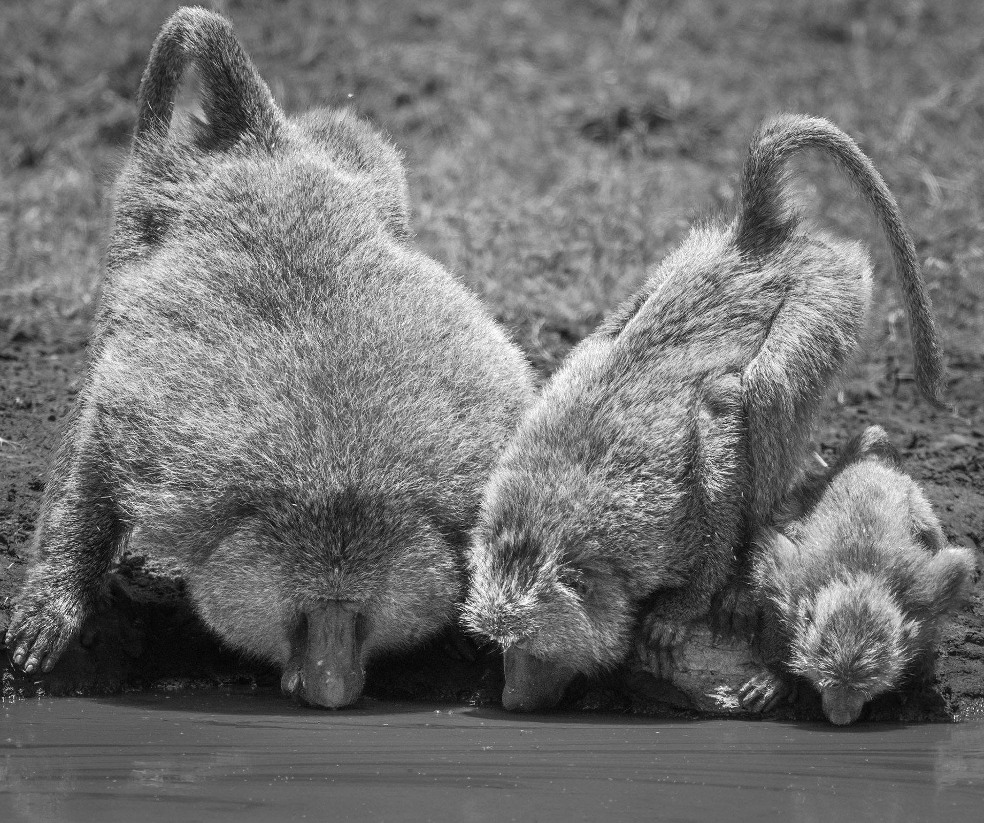 1/1000 sec · f/6.3 · ISO 280 · 400 mm