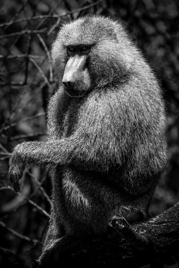 1/1000 sec · f/6.3 · ISO 560 · 500 mm