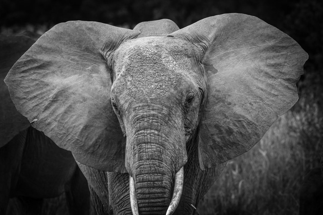 1/1000 sec · f/8.0 · ISO 1250 · 380 mm