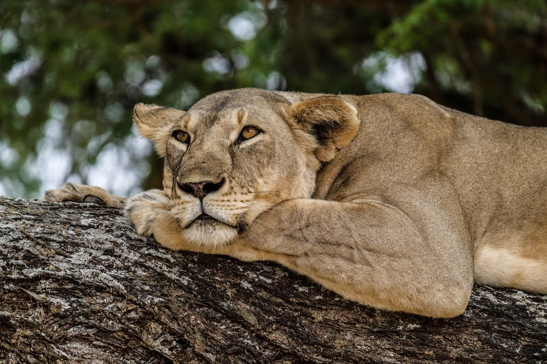 1/1000 sec · f/6.3 · ISO 900 · 500 mm