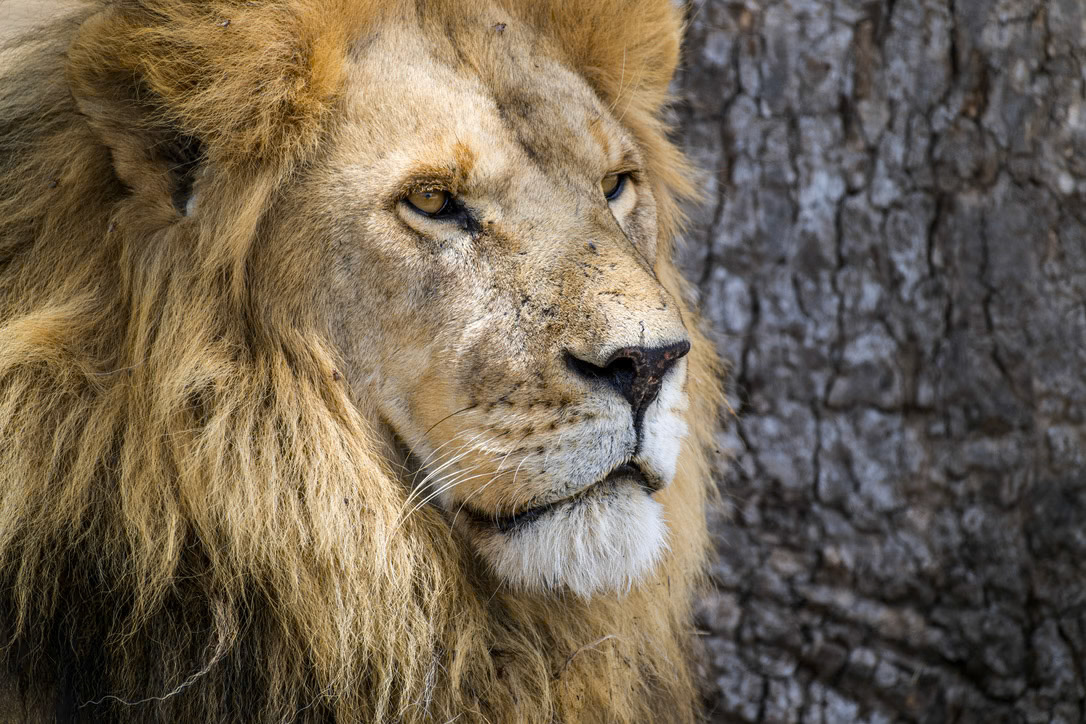 1/1000 sec · f/6.3 · ISO 450 · 600 mm
