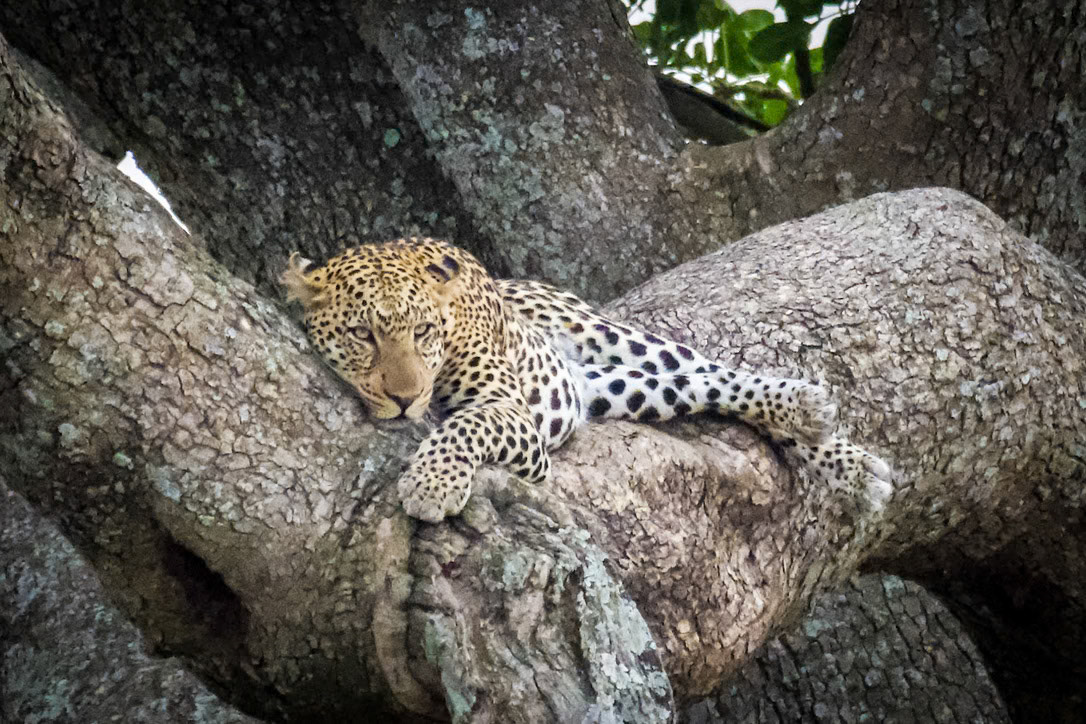 1/1000 sec · f/6.3 · ISO 5600 · 600 mm