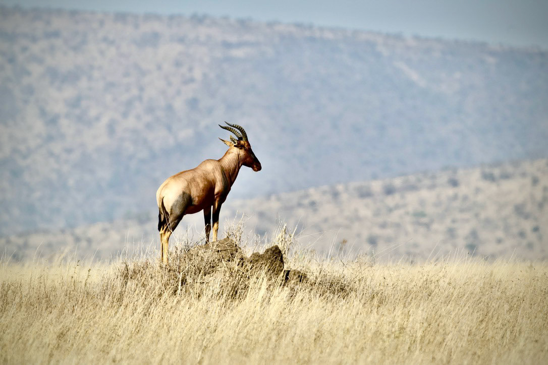 1/2000 sec · f/8.0 · ISO 450 · 600 mm