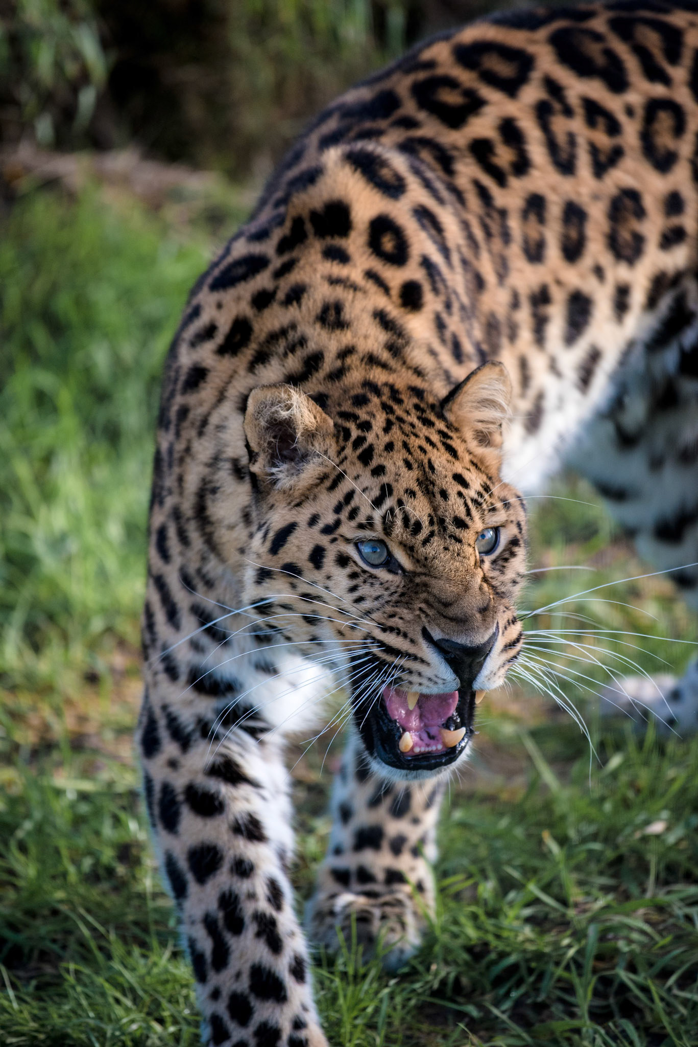 1/2000 sec · f/4.0 · ISO 1000 · 200 mm