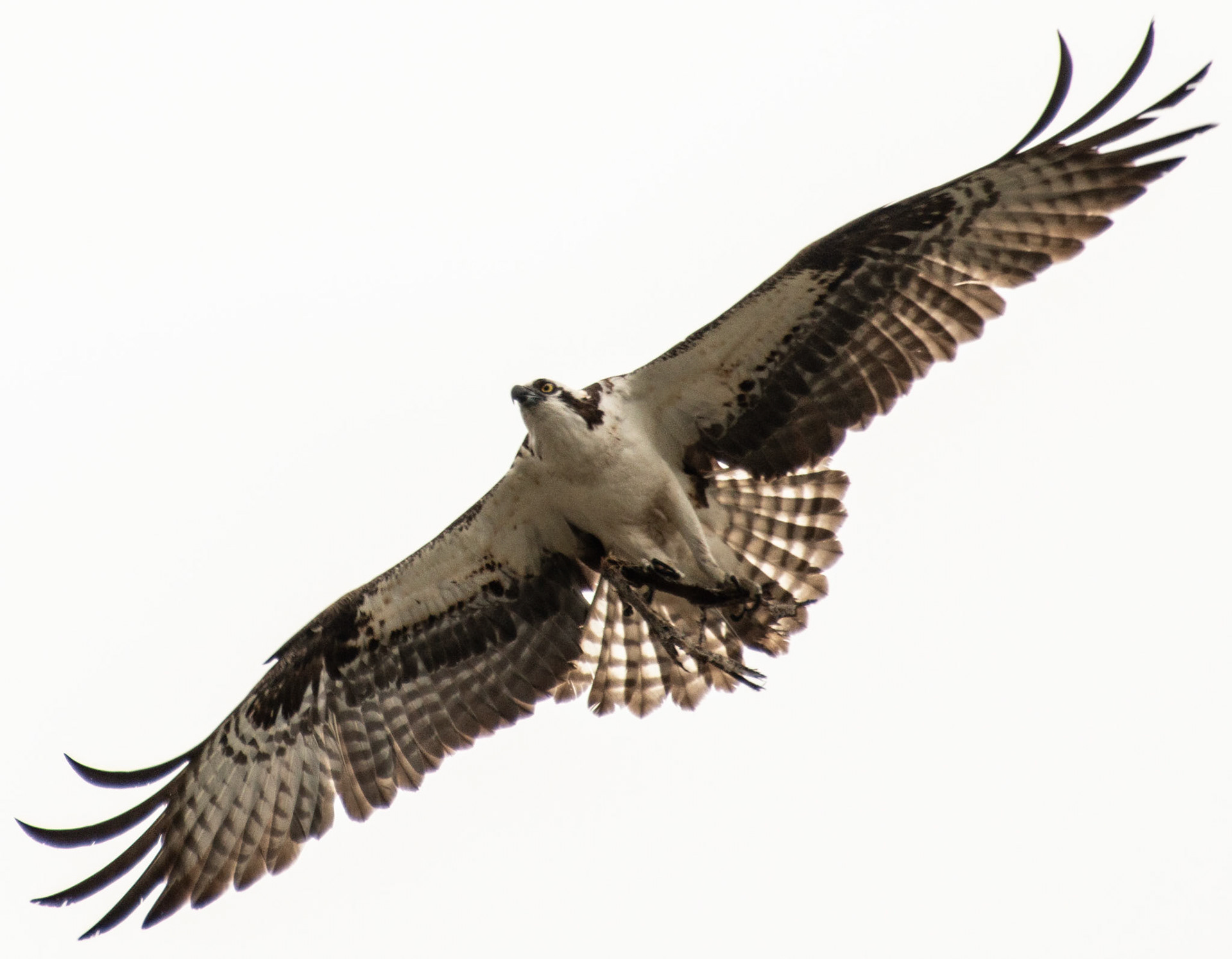 1/1000 sec · f/5.6 · ISO 320 · 300 mm