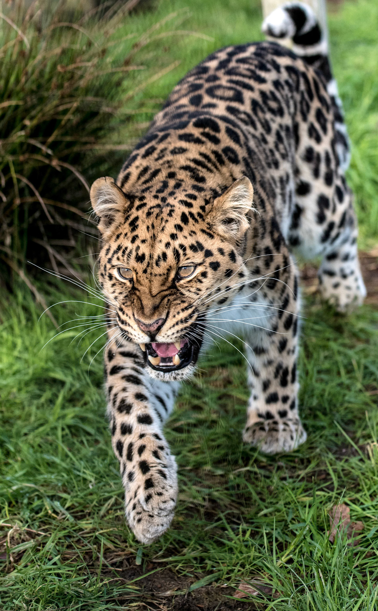 1/2000 sec · f/4.0 · ISO 1250 · 70 mm
