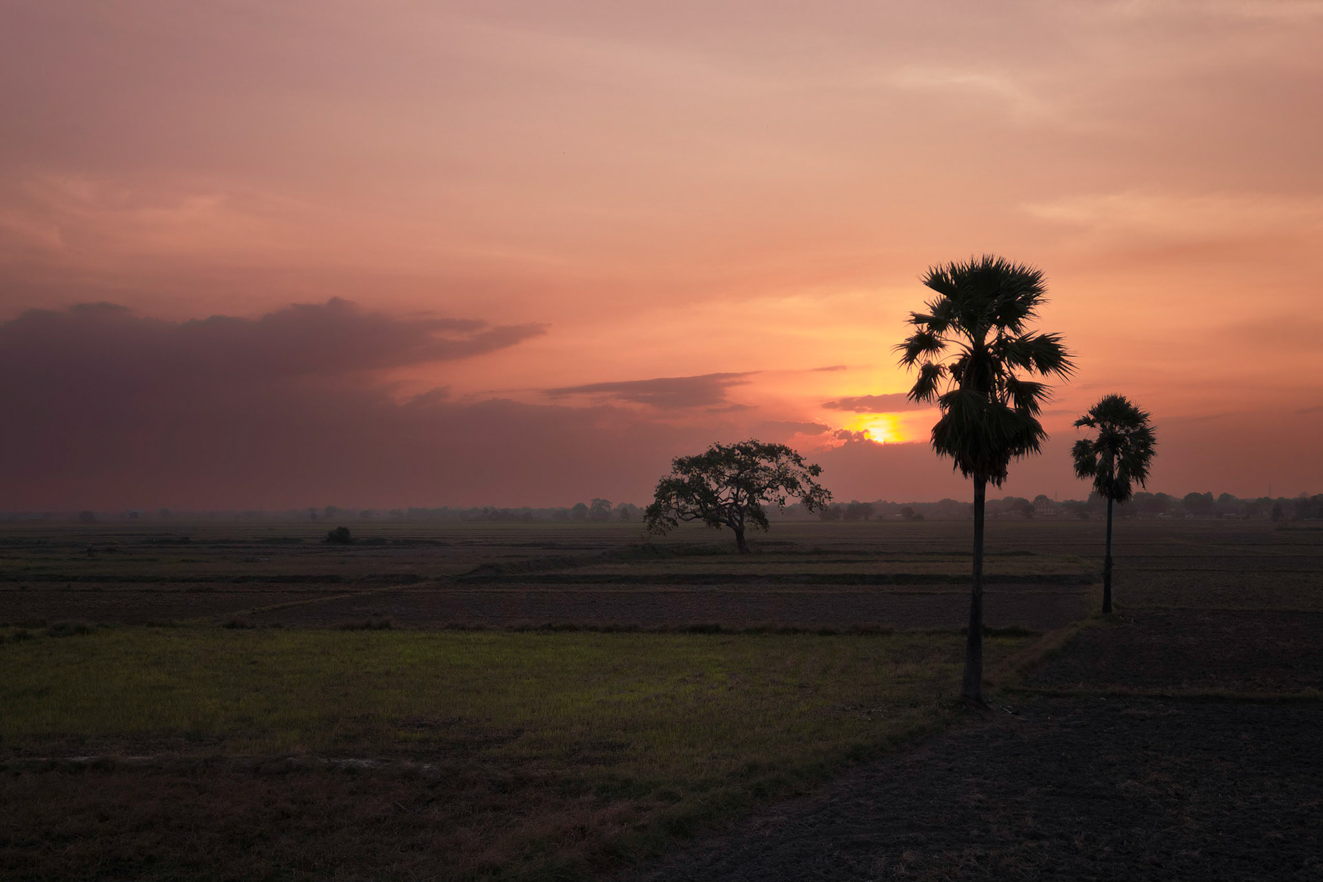 Sunset on a dried out rice plantation