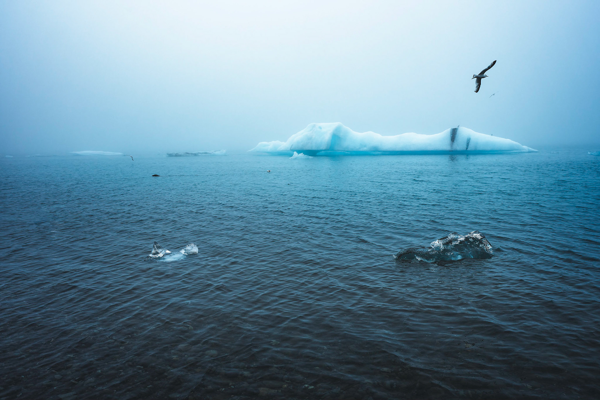 Birds and seals give life to the lagoon